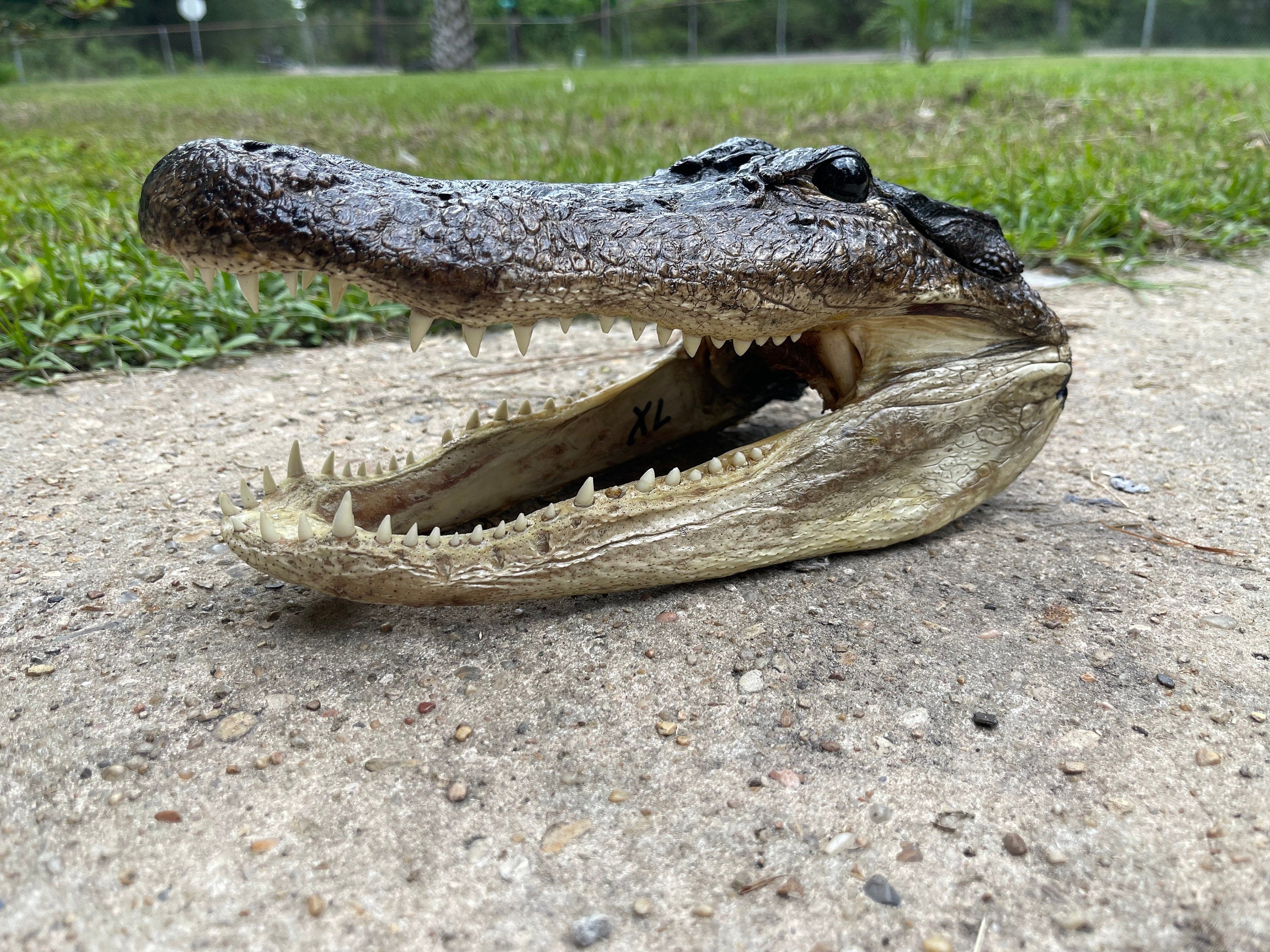 XL Alligator Head From Genuine Louisiana Gator