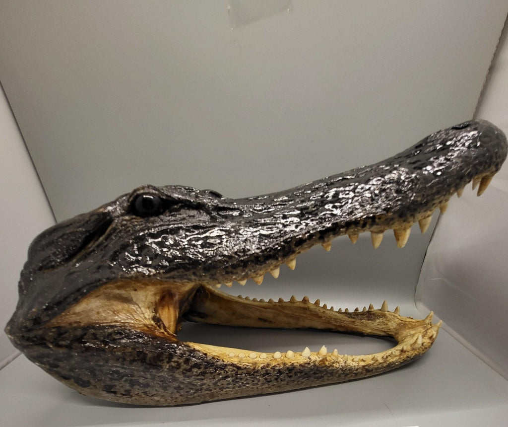 Head From 7 Foot Wild Louisiana Gator