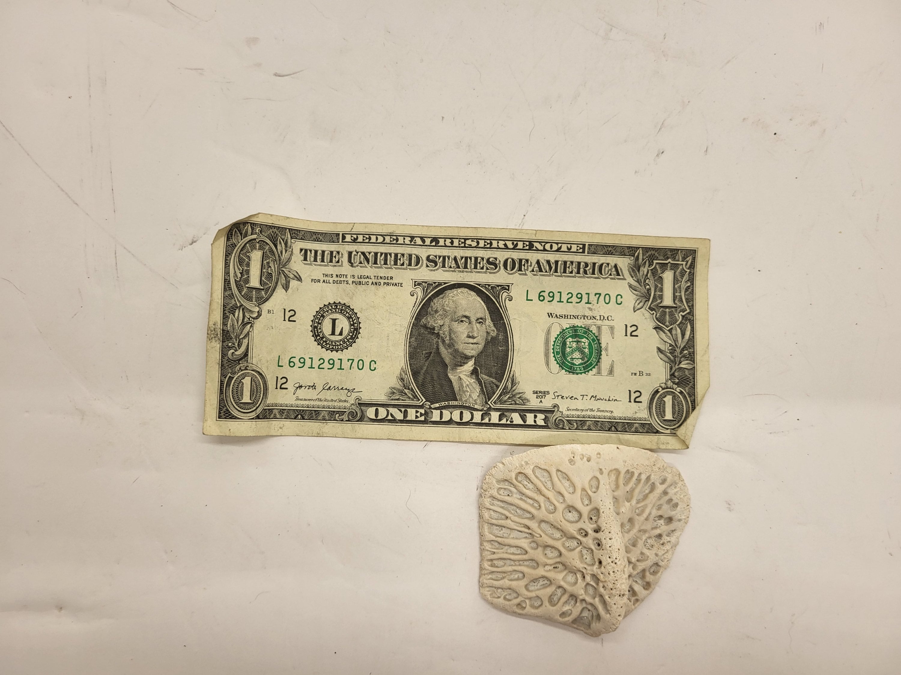 Twelve Large Alligator Scutes For Crafting Or Jewelry Making