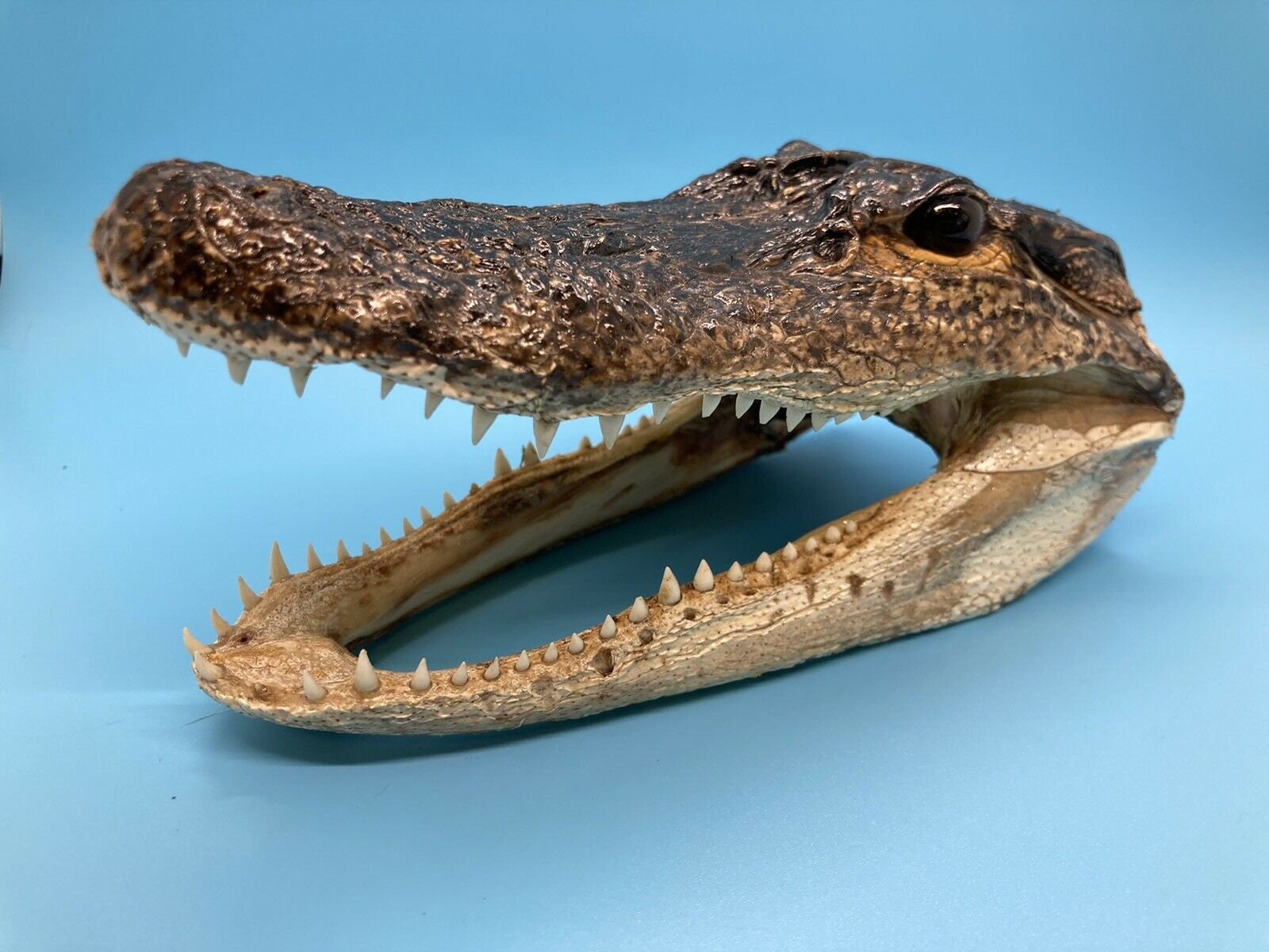 Jumbo Alligator Head Taxidermy From Genuine Louisiana Gator