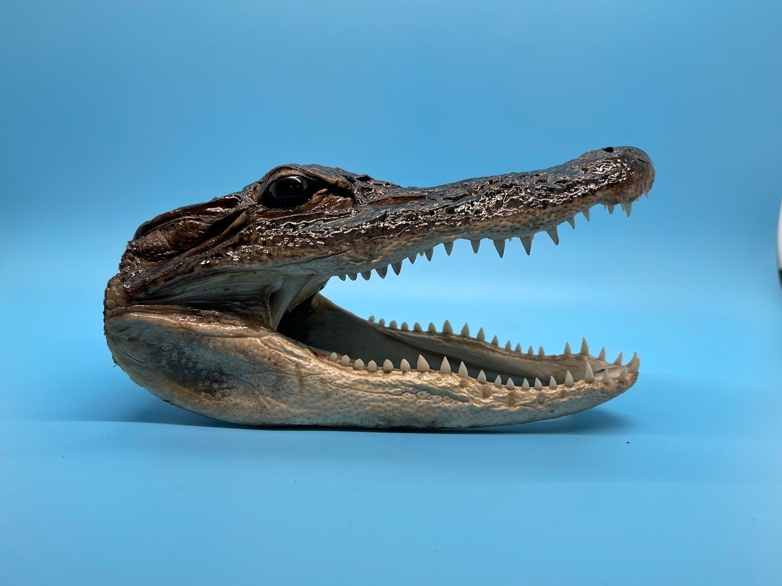 Five Alligator Heads From Genuine Louisiana Gator Taxidermy