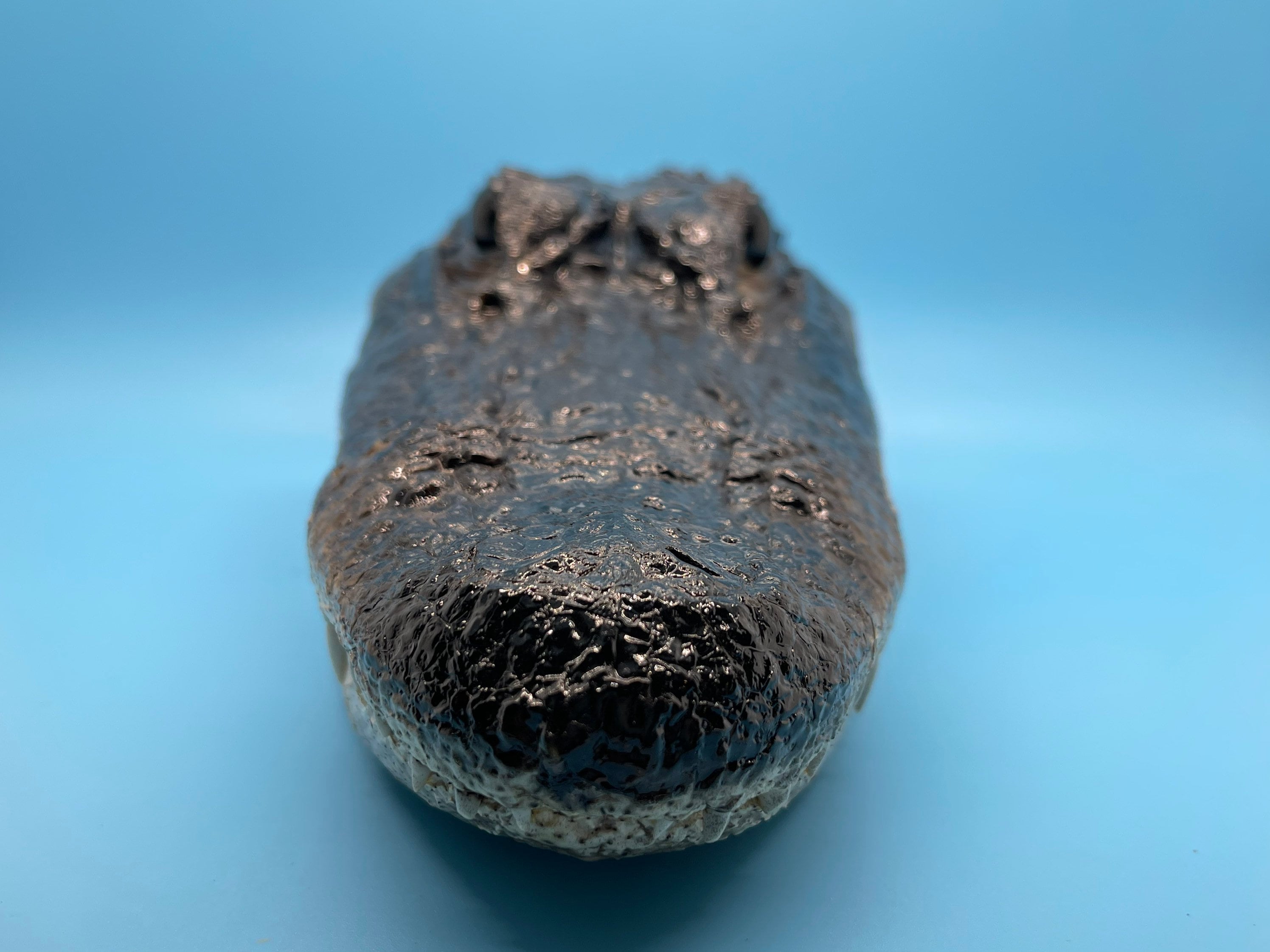 Jumbo Alligator Head Closed Mouth From Genuine Louisiana Gator 7 To 9”