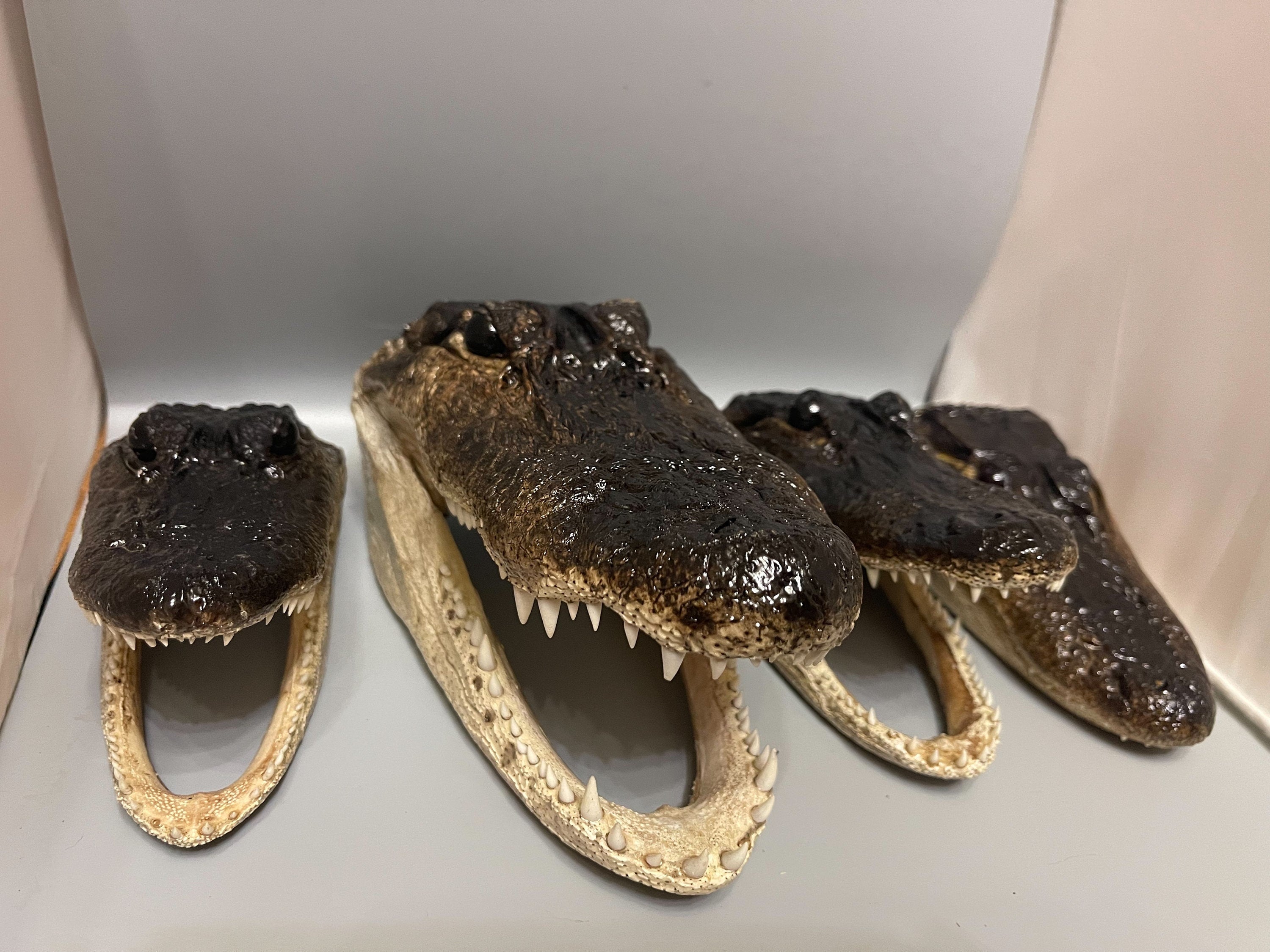 Lot Of 4 Scratch And Dent Alligator Heads From Genuine Louisiana Gators