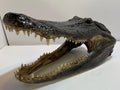 Alligator Head From 9’ Wild Louisiana Gator
