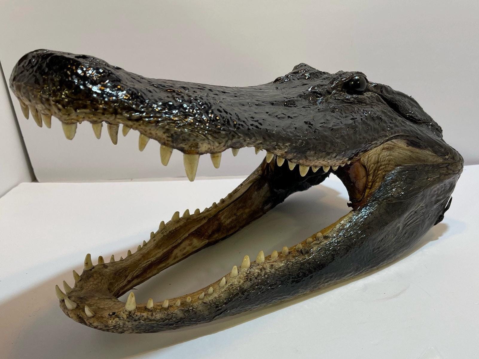 Alligator Head From 9’ Wild Louisiana Gator