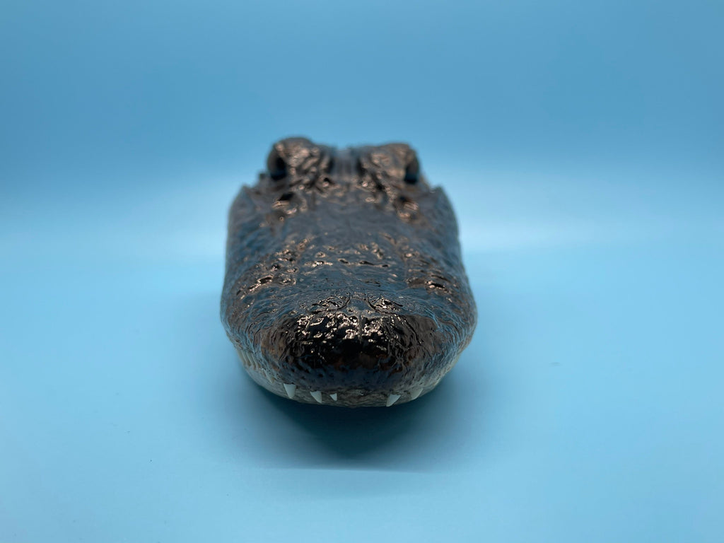 Alligator Head Closed Mouth From Genuine Louisiana Gator Taxidermy
