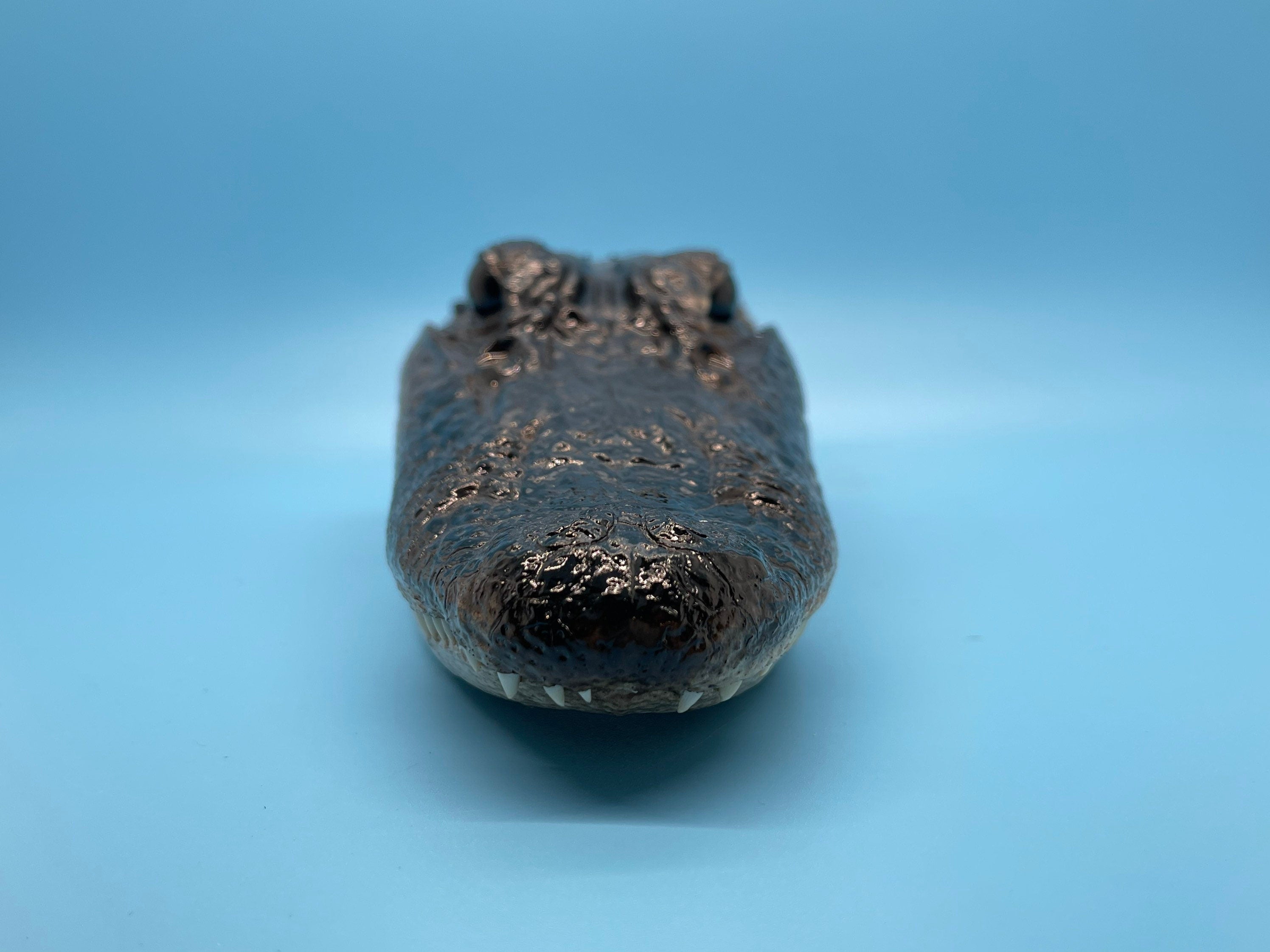 Alligator Head Closed Mouth From Genuine Louisiana Gator Taxidermy