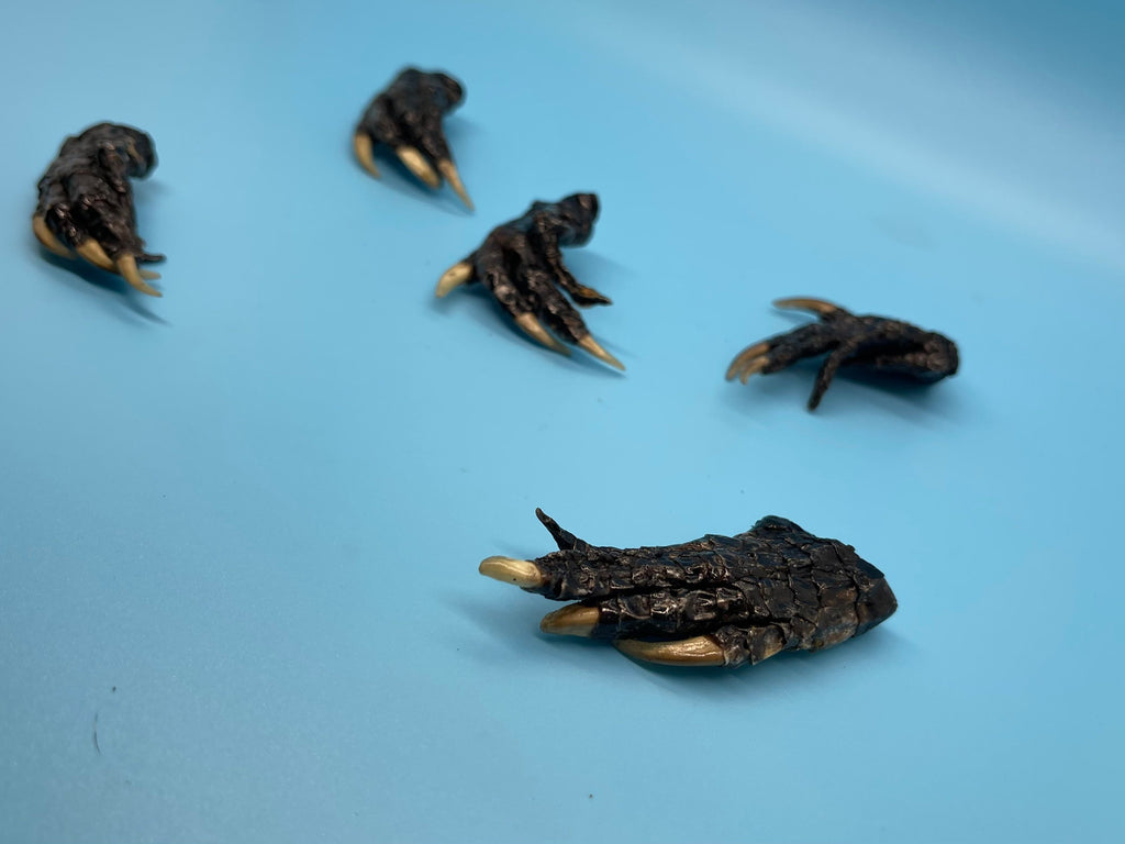 Five Small Alligator Feet