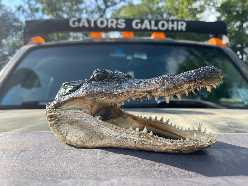 Five Alligator Heads From Genuine Louisiana Gator Taxidermy