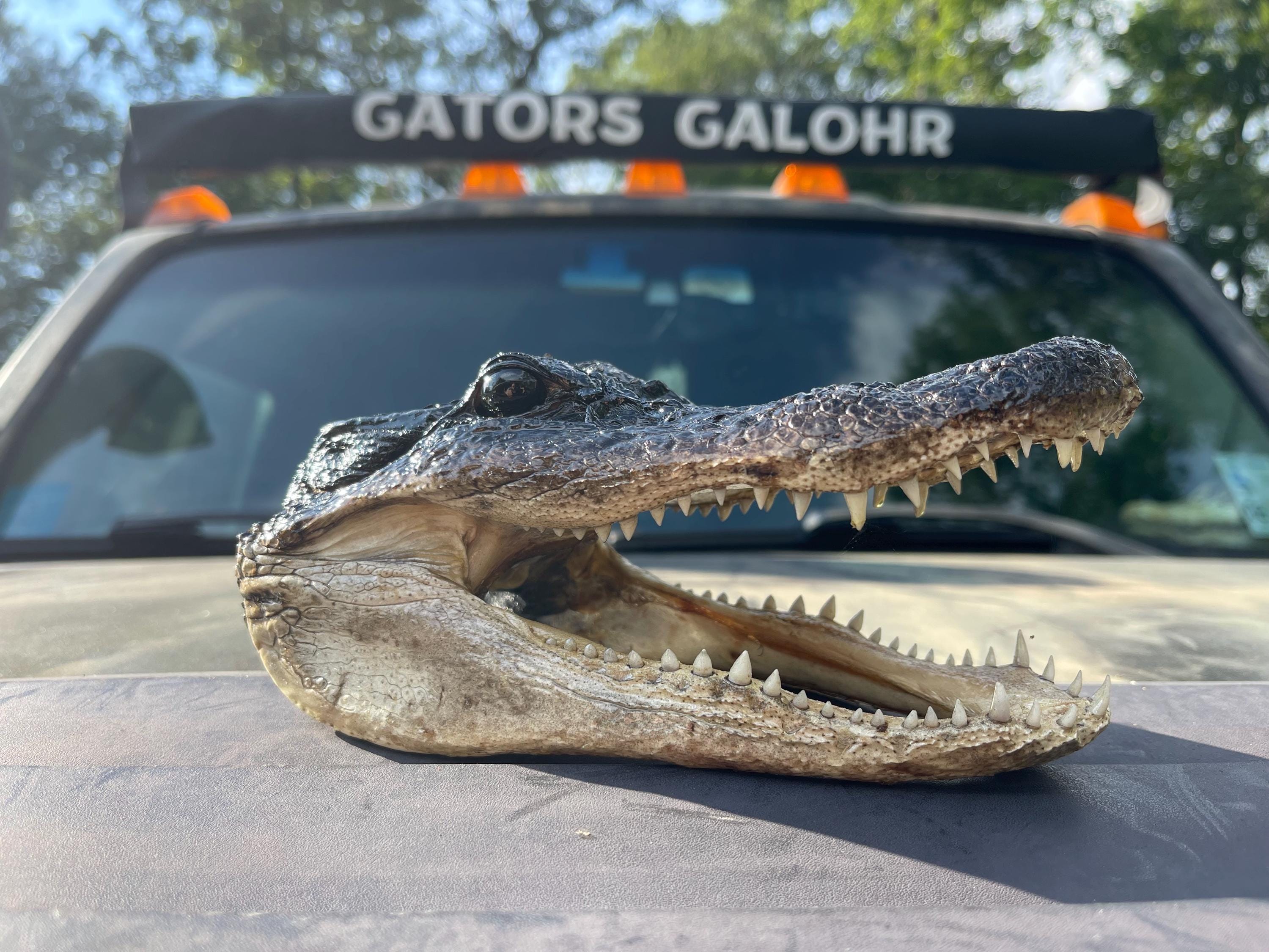 Five Alligator Heads From Genuine Louisiana Gator Taxidermy