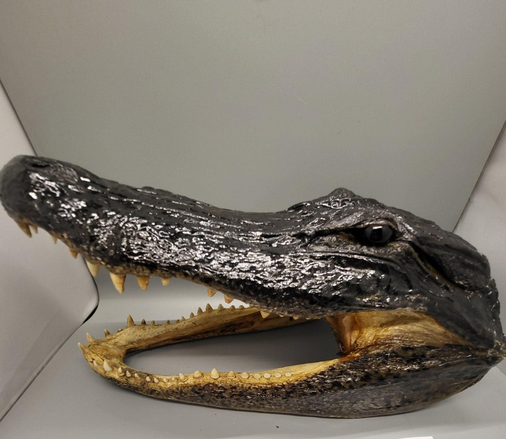 Head From 7 Foot Wild Louisiana Gator