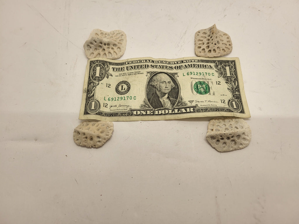 Alligator Scutes Small 1/2 Pound Bag For Jewelry Making