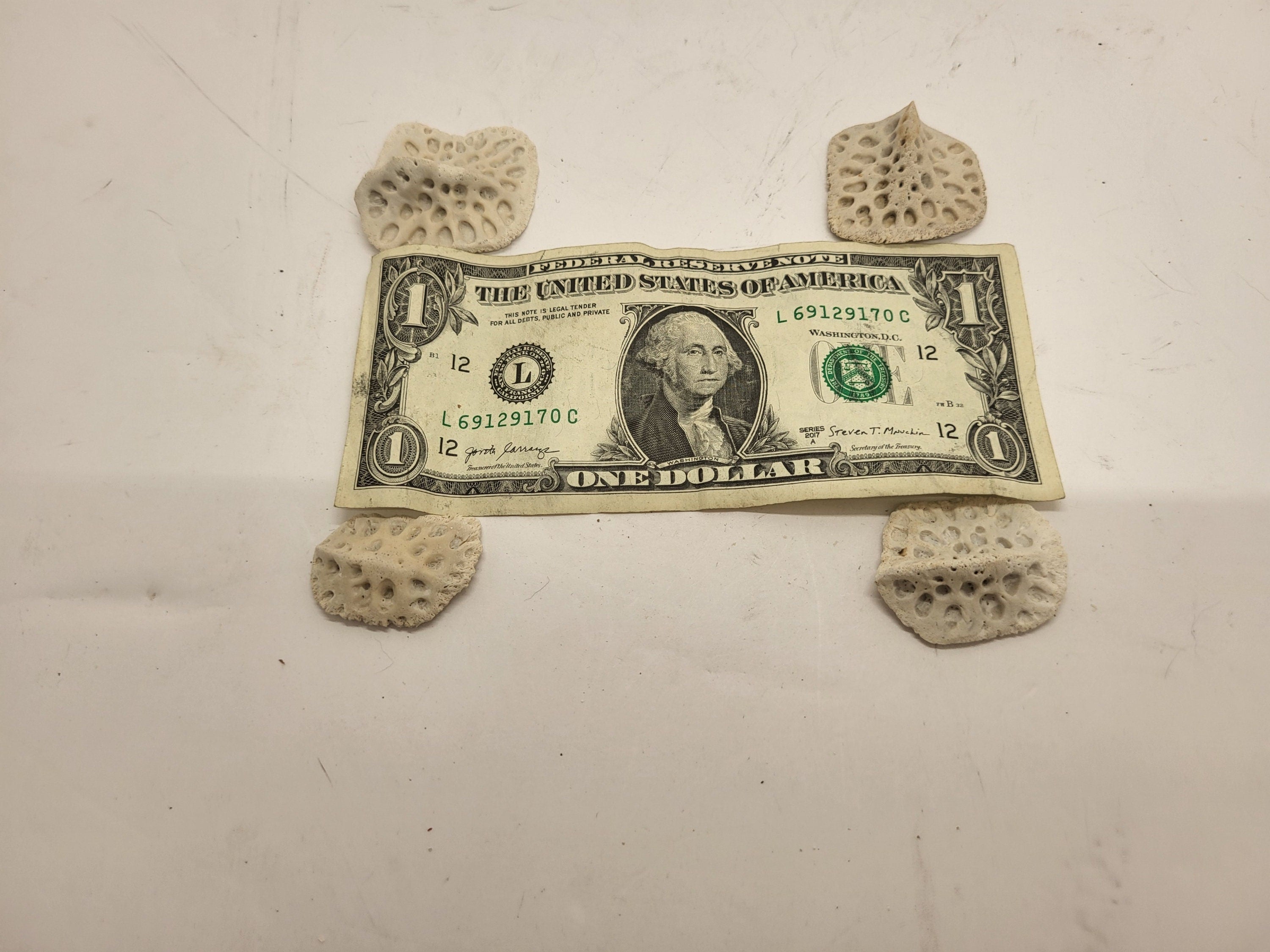 Alligator Scutes Small 1/2 Pound Bag For Jewelry Making