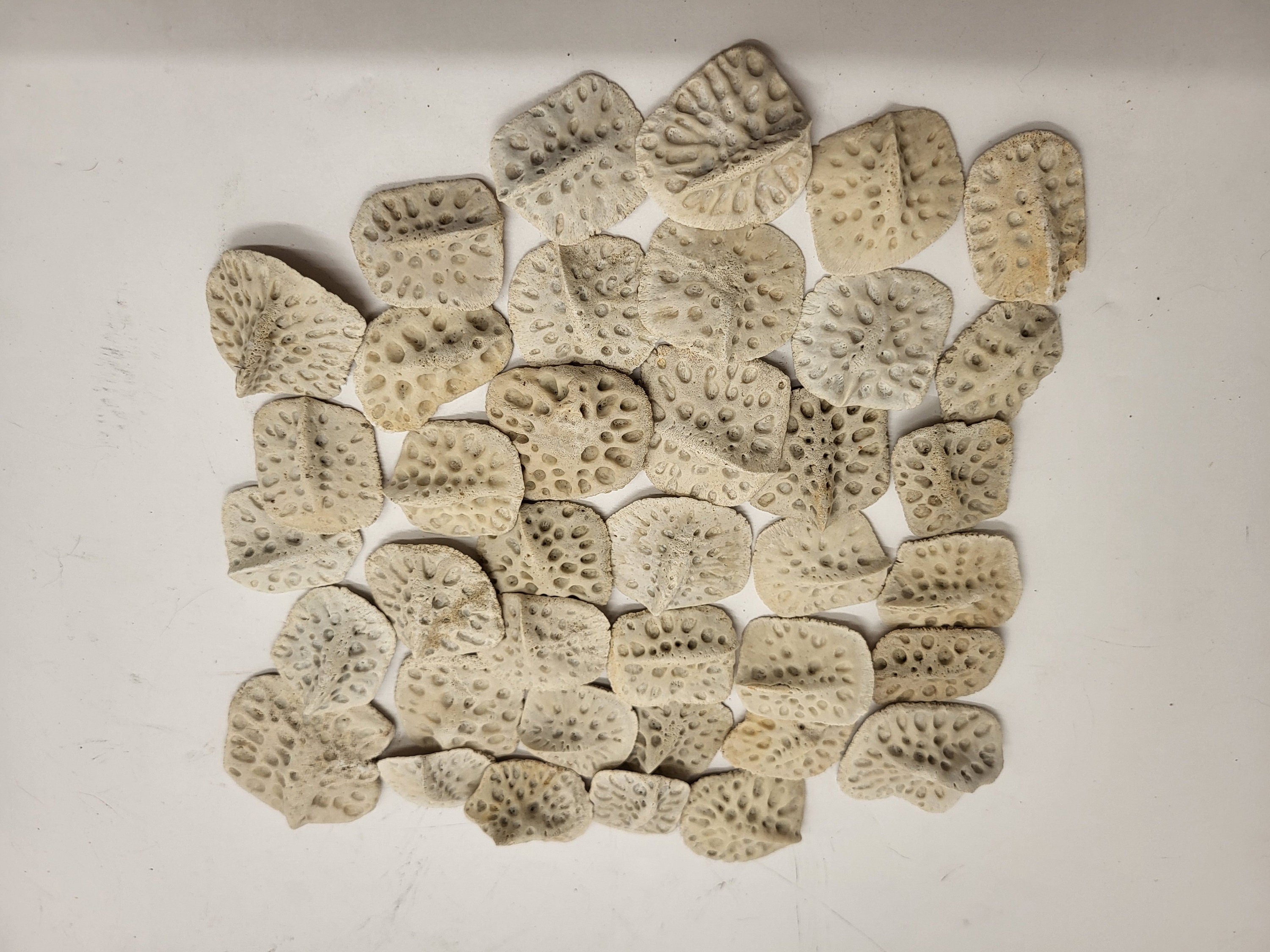 Alligator Scutes Small 1/2 Pound Bag For Jewelry Making