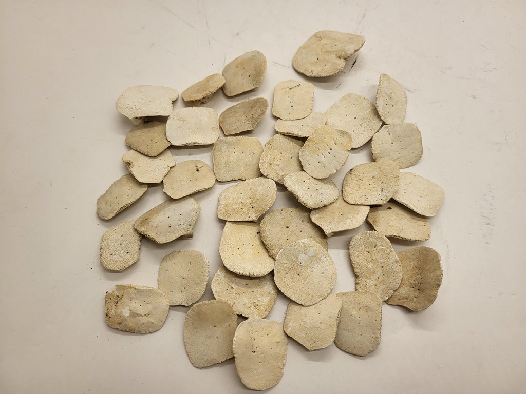 Alligator Scutes Small 1/2 Pound Bag For Jewelry Making