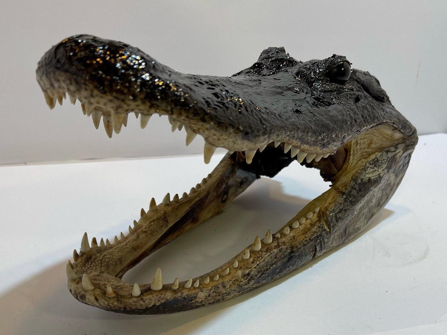 Head From 8 Foot Wild Louisiana Gator