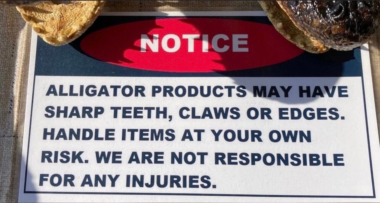 Head From 8 Foot Wild Louisiana Gator