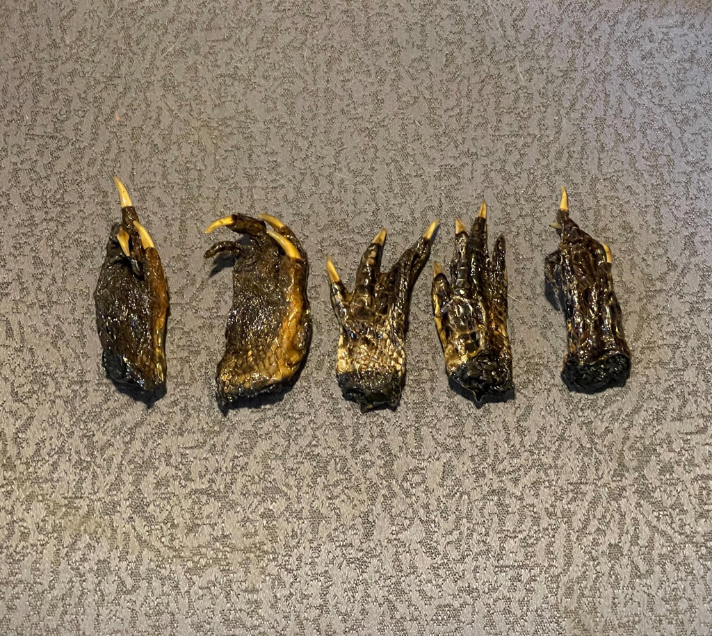 Five Medium Alligator Feet