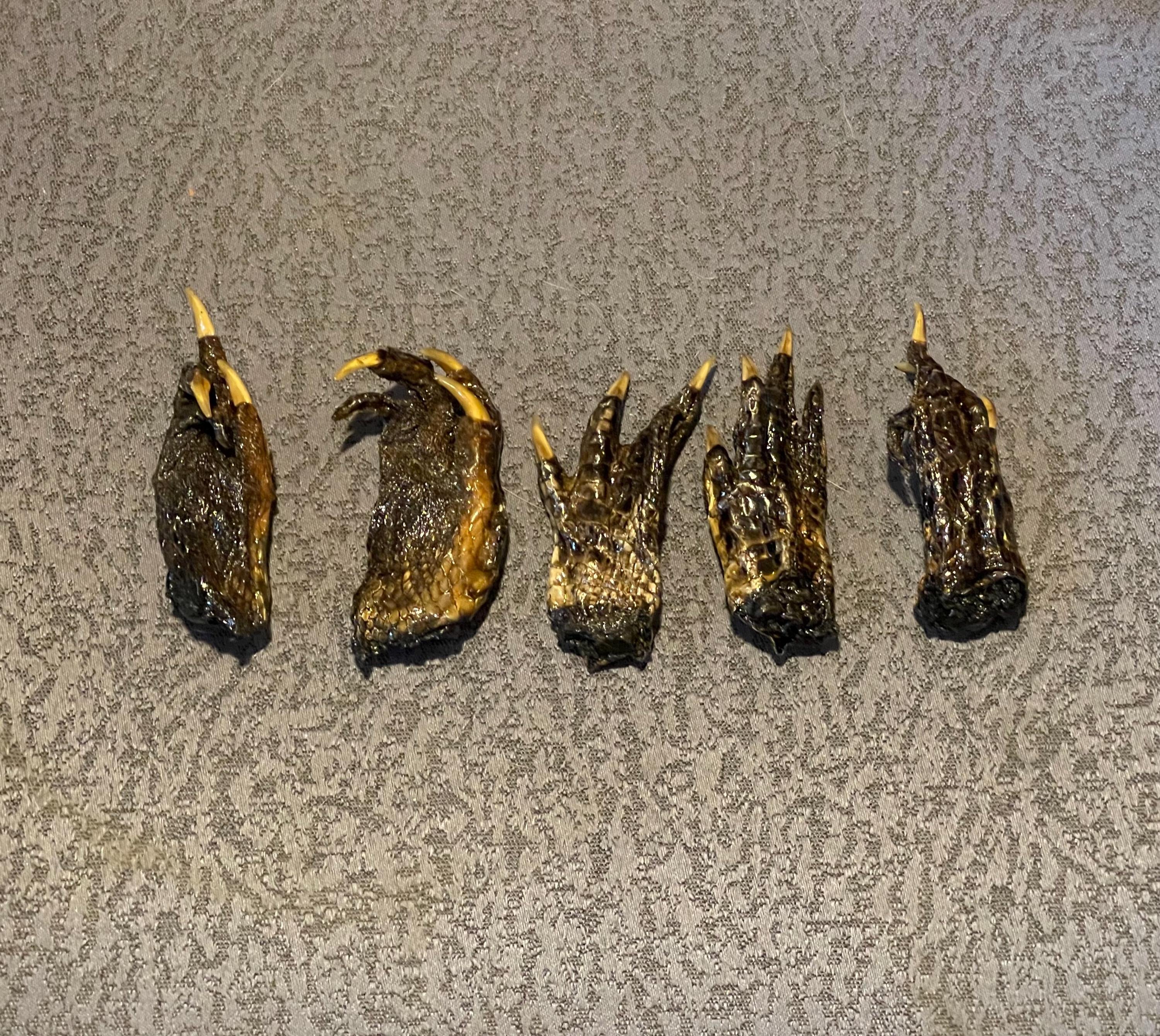 Five Medium Alligator Feet