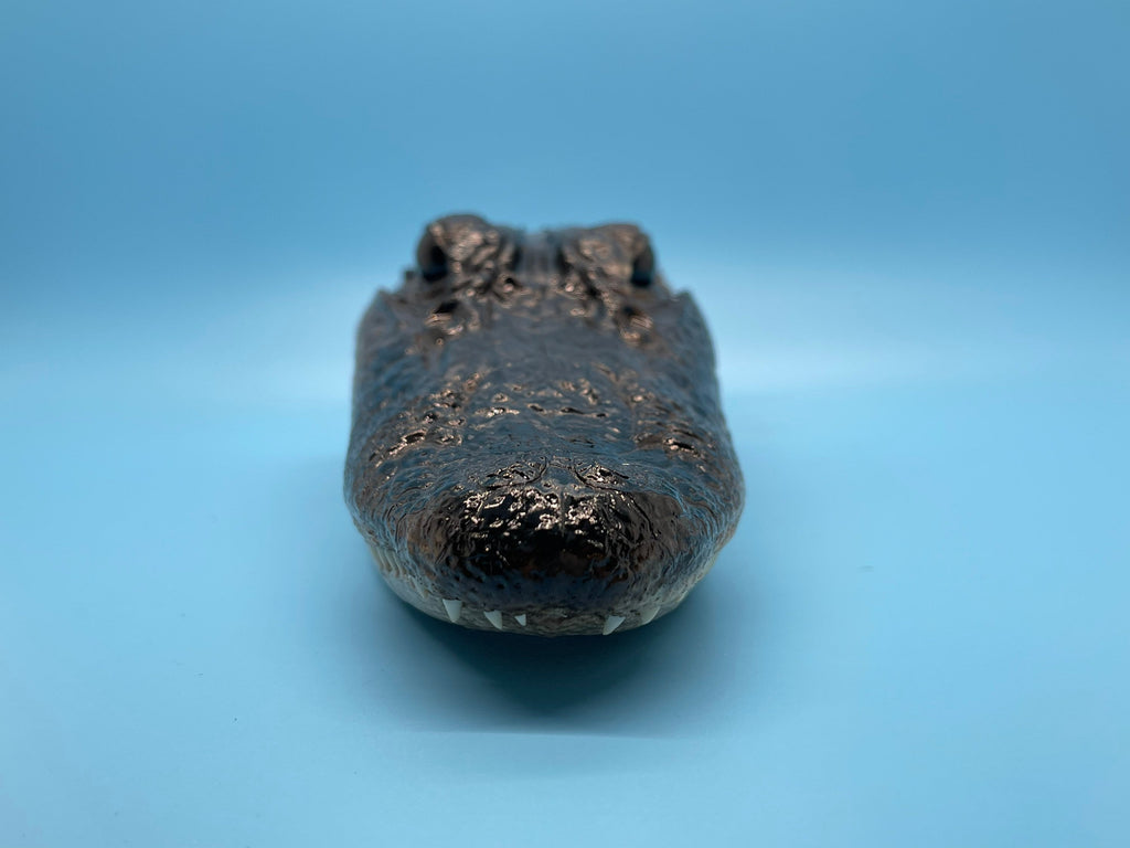 Three Alligator Head Closed Mouth From Genuine Louisiana Gator Taxidermy
