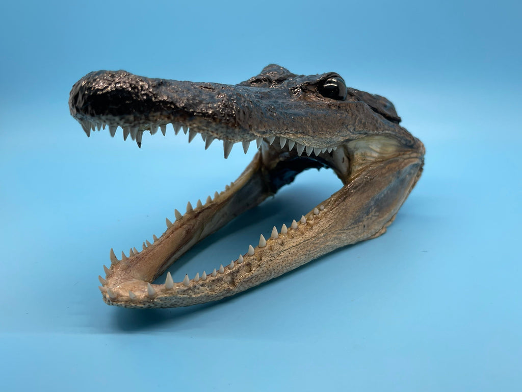 Five Alligator Heads From Genuine Louisiana Gator Taxidermy