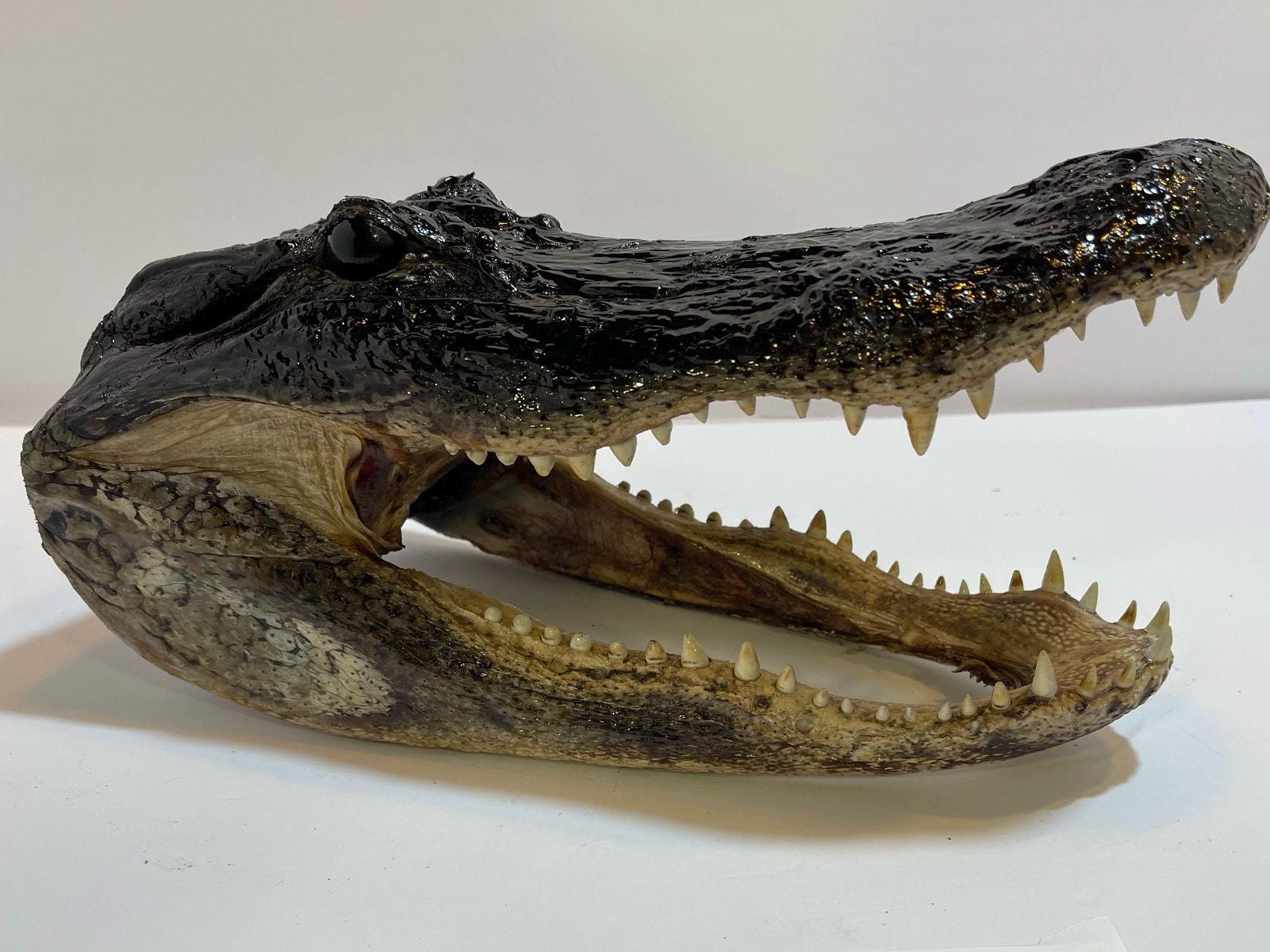 Head From 8 Foot Wild Louisiana Gator