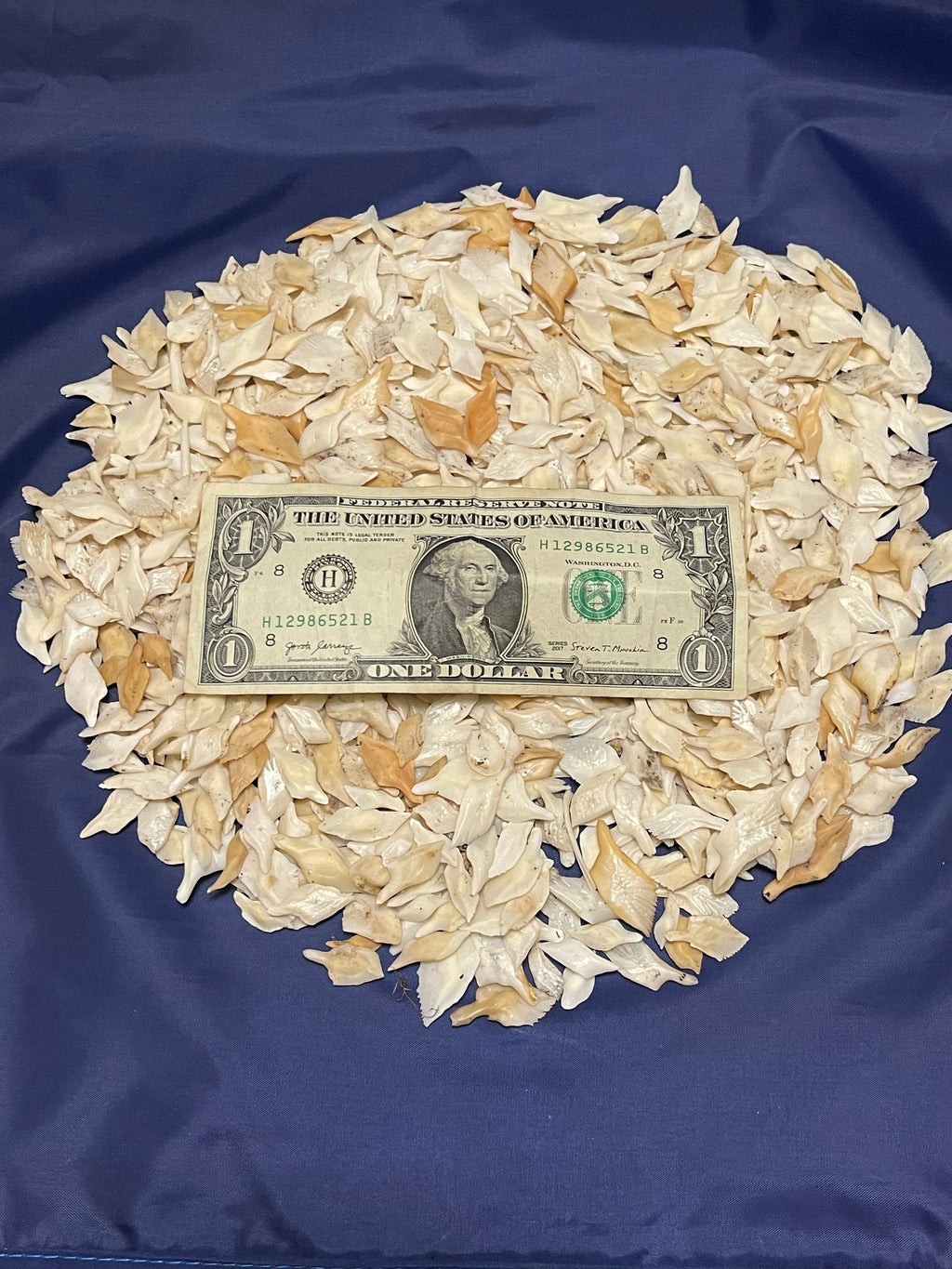 Alligator Gar Scales 1 Pound Bag For Crafts And Jewelry Making