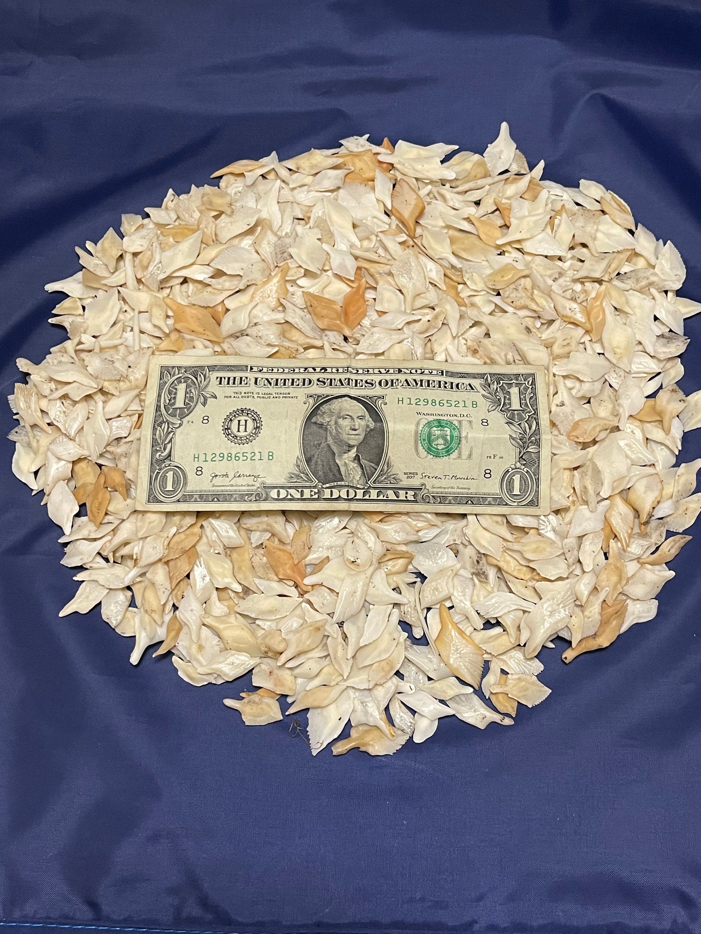 Alligator Gar Scales 1 Pound Bag For Crafts And Jewelry Making