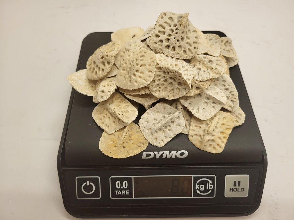 Alligator Scutes Small 1/2 Pound Bag For Jewelry Making