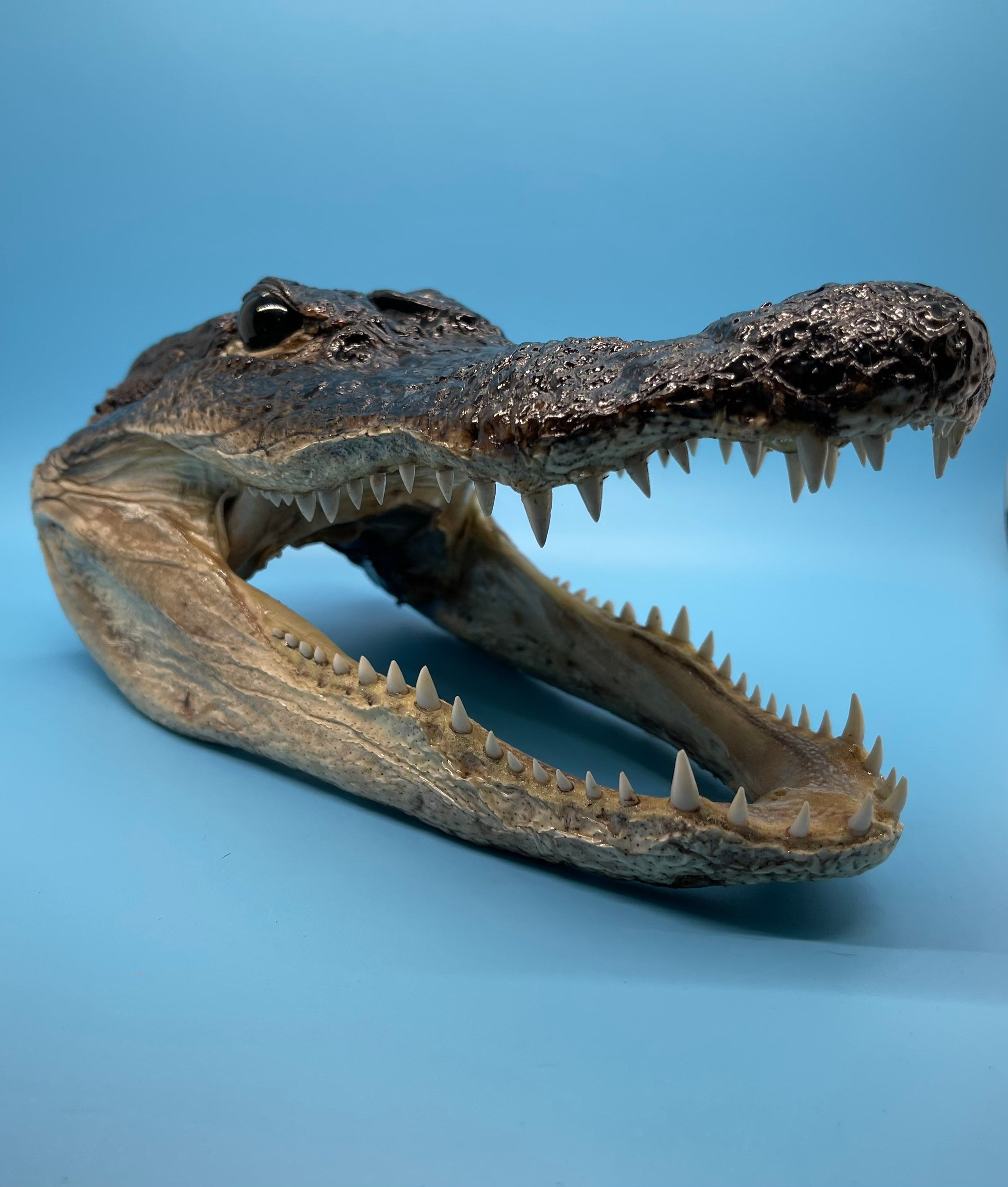 Jumbo Alligator Head Taxidermy From Genuine Louisiana Gator