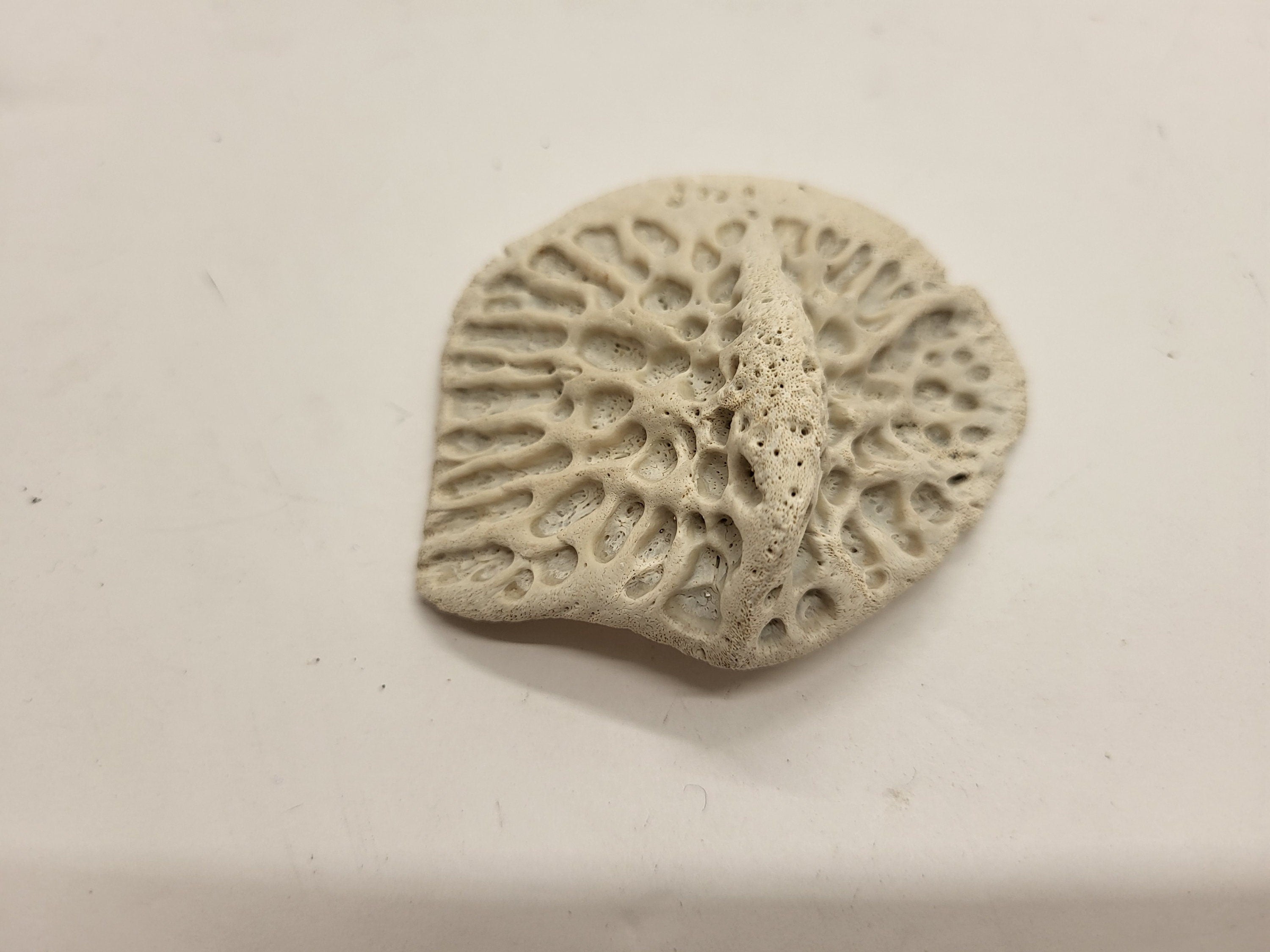 Twelve Large Alligator Scutes For Crafting Or Jewelry Making