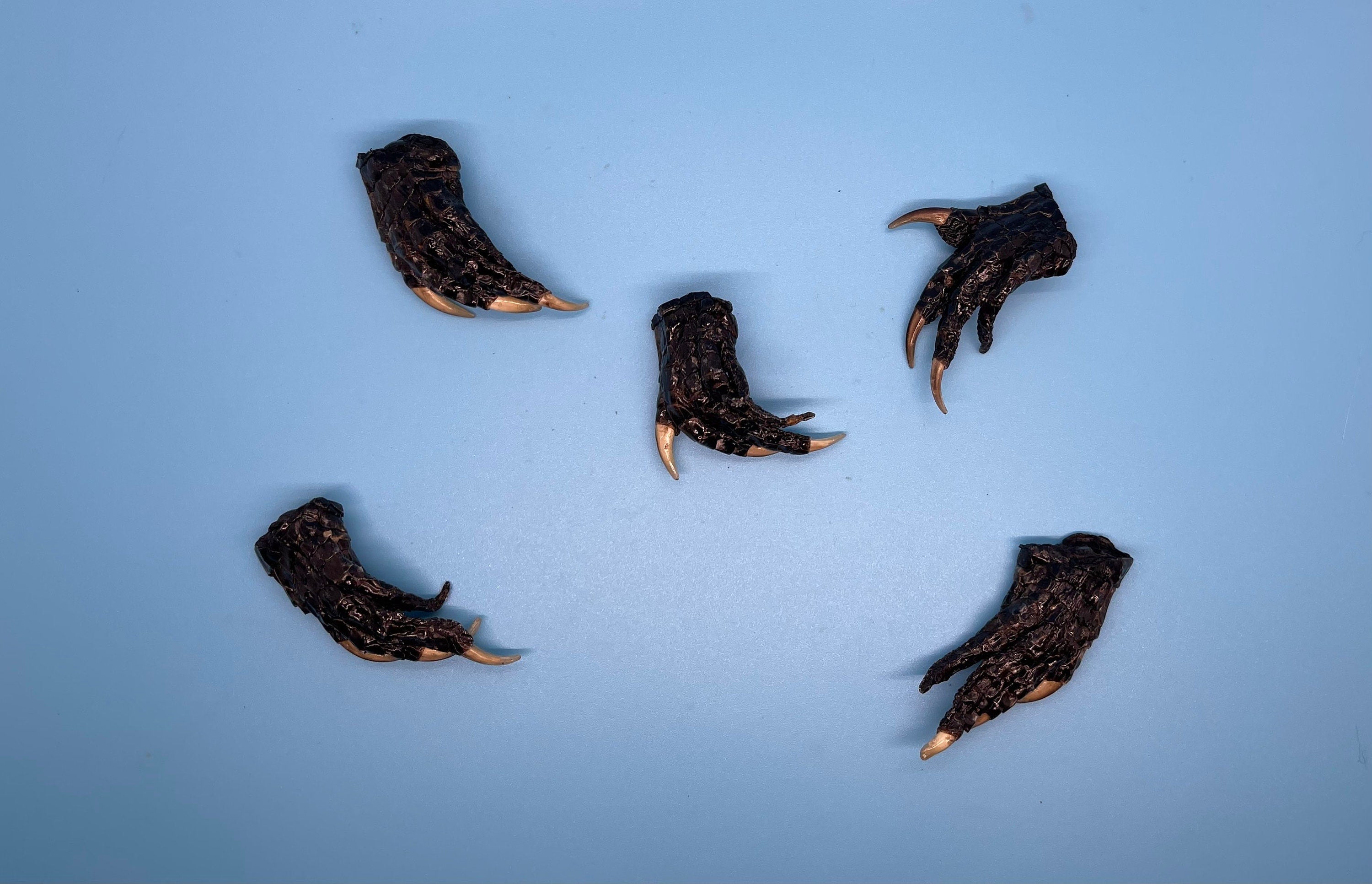 Five Small Alligator Feet