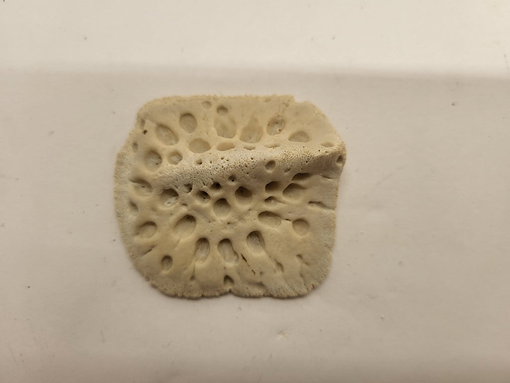 Twenty Medium Alligator Scutes For Jewelry Making