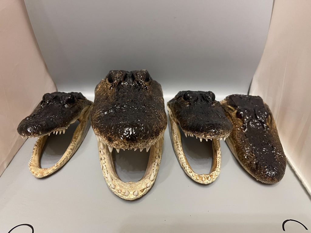 Lot Of 4 Scratch And Dent Alligator Heads From Genuine Louisiana Gators