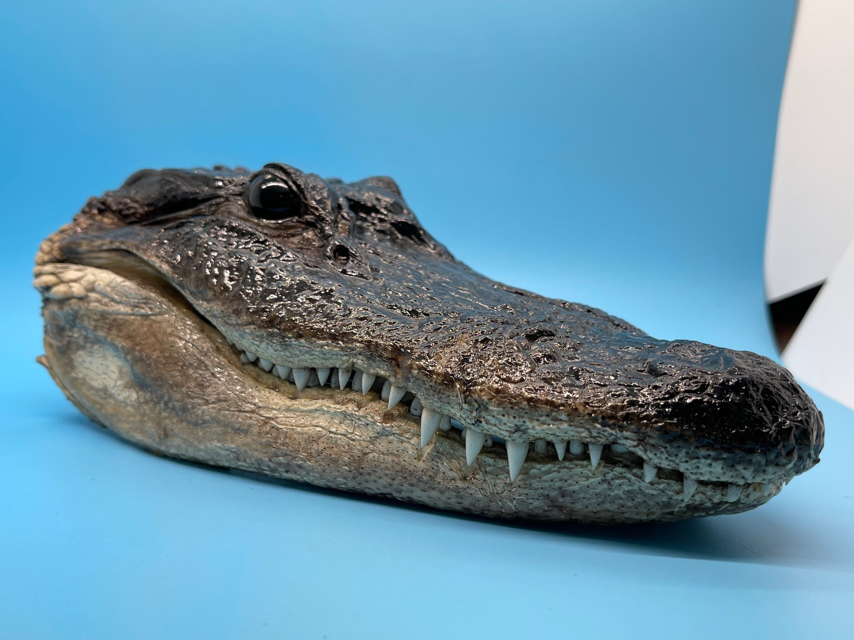 Jumbo Alligator Head Closed Mouth From Genuine Louisiana Gator 7 To 9”