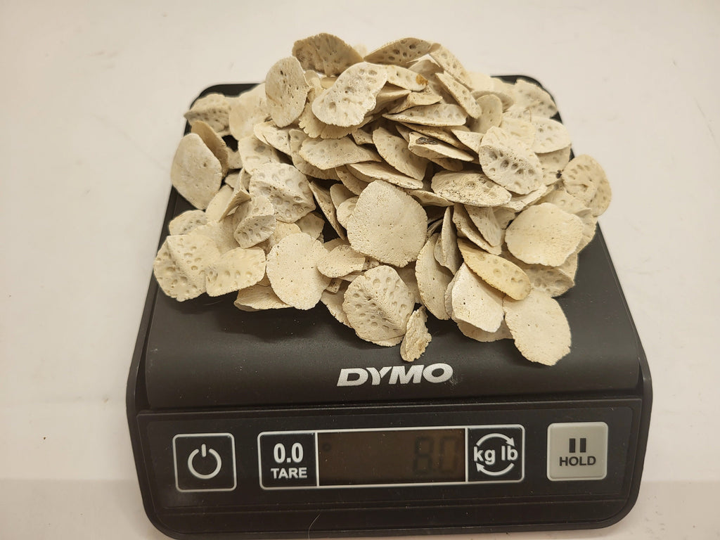 Alligator Scutes Extra Small 1/2 Pound Bag For Jewelry Making