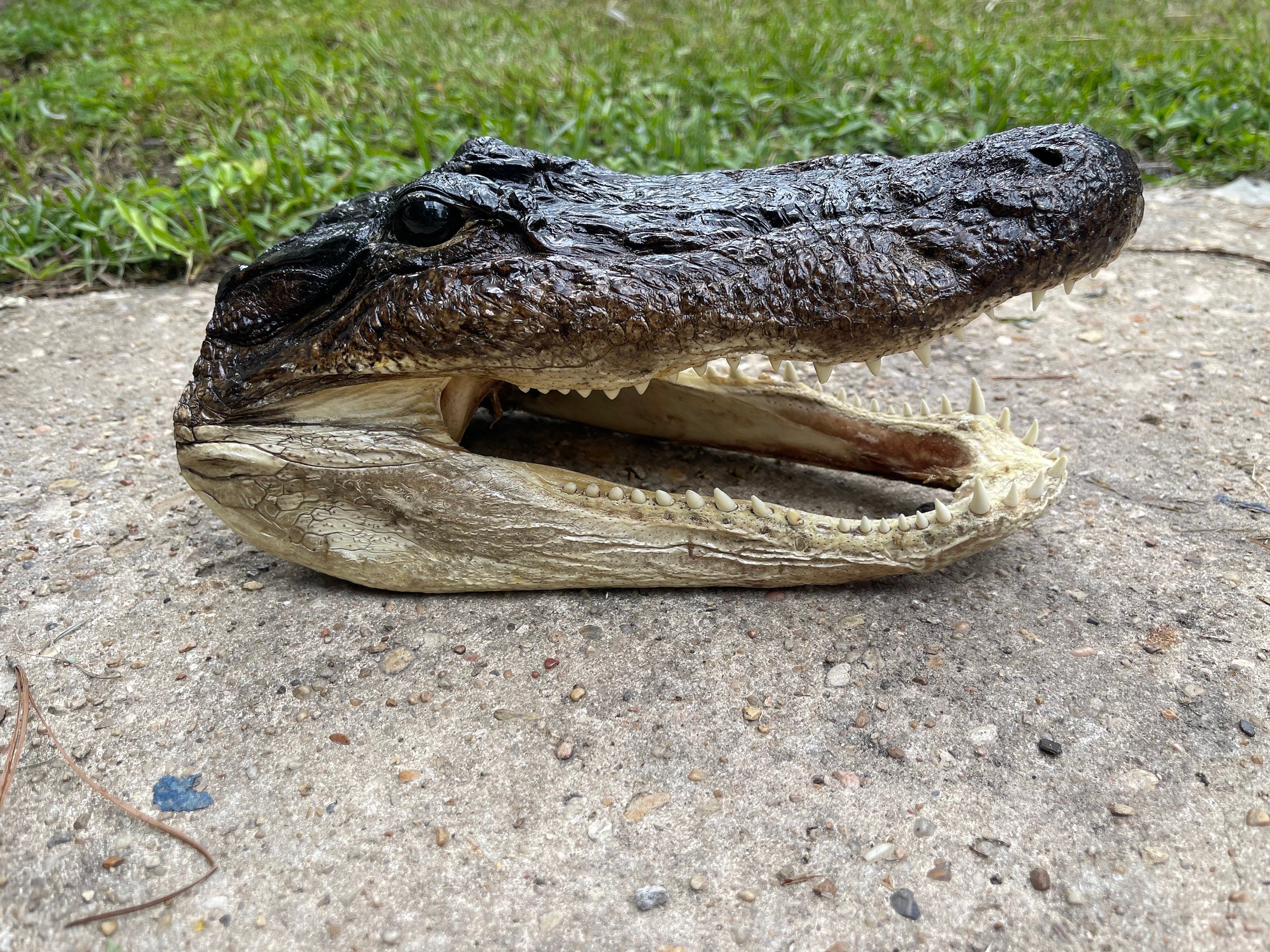 XL Alligator Head From Genuine Louisiana Gator
