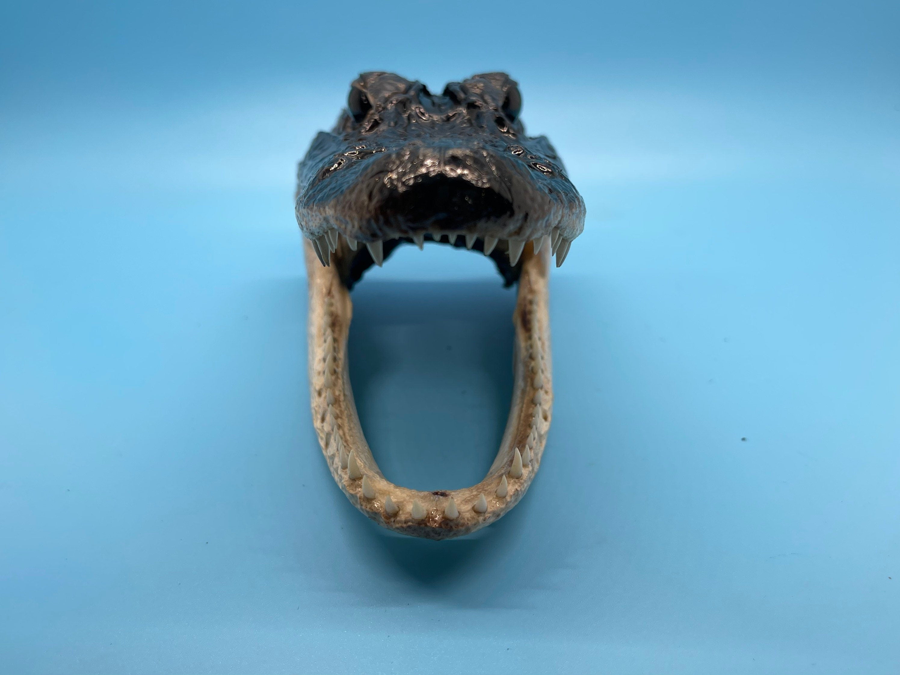 Five Alligator Heads From Genuine Louisiana Gator Taxidermy