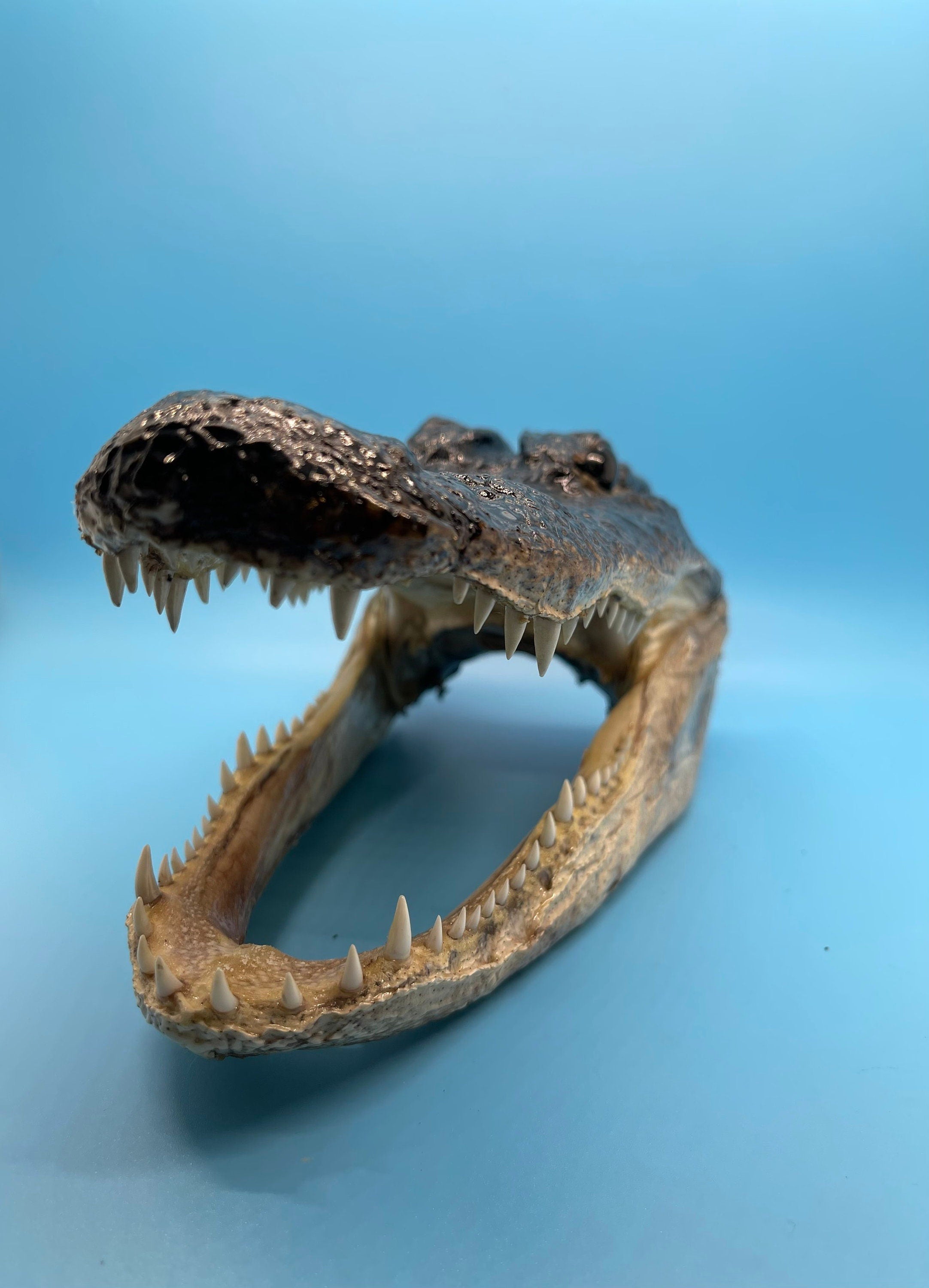 Jumbo Alligator Head Taxidermy From Genuine Louisiana Gator