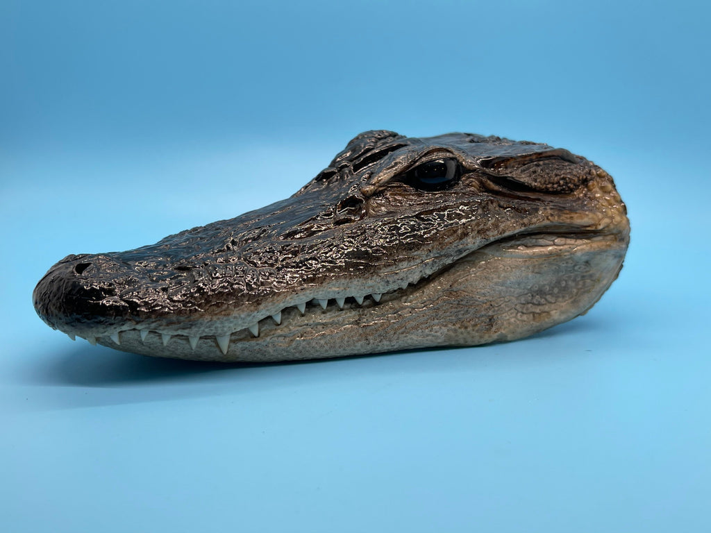 Three Alligator Head Closed Mouth From Genuine Louisiana Gator Taxidermy