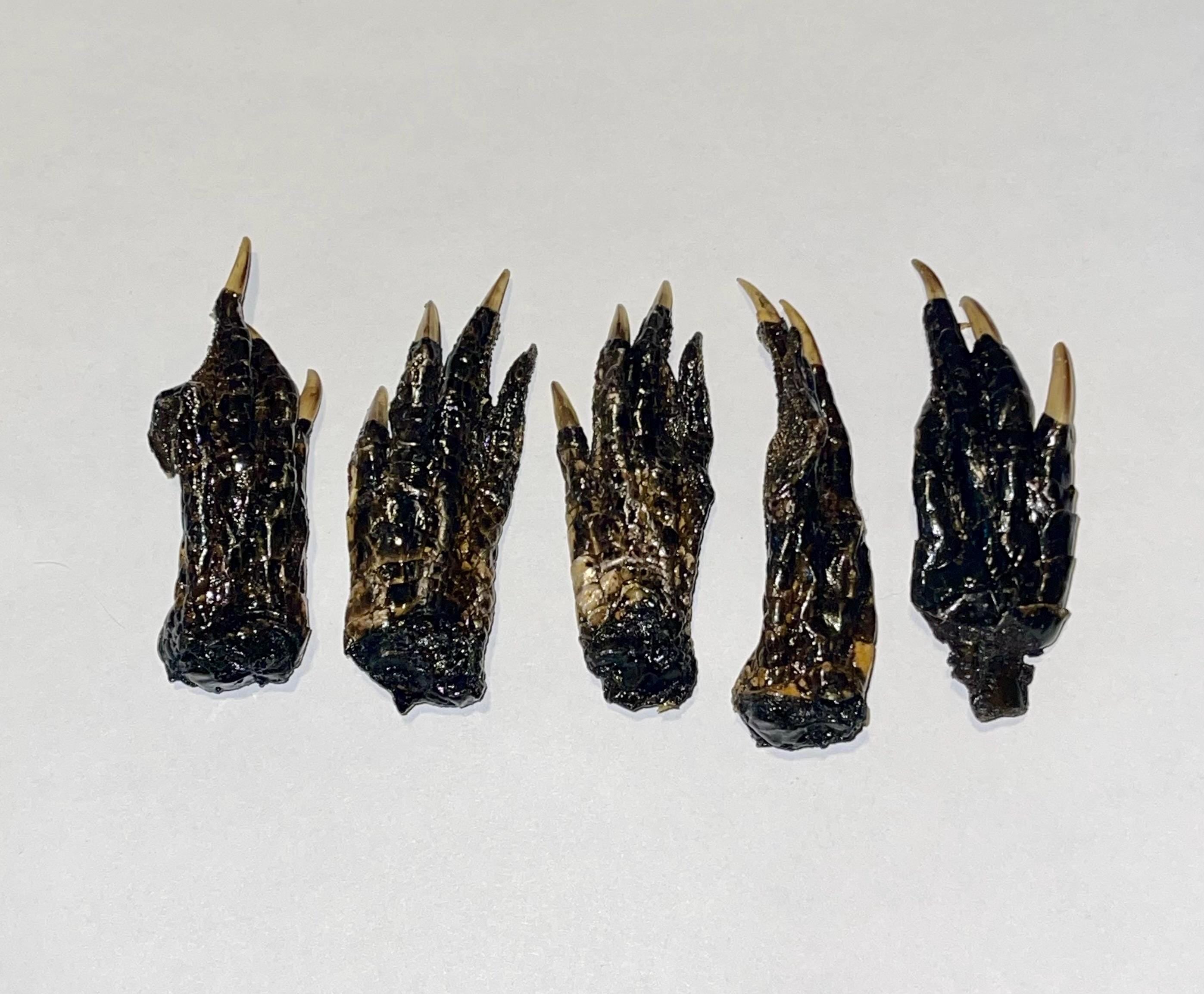 Five Medium Alligator Feet