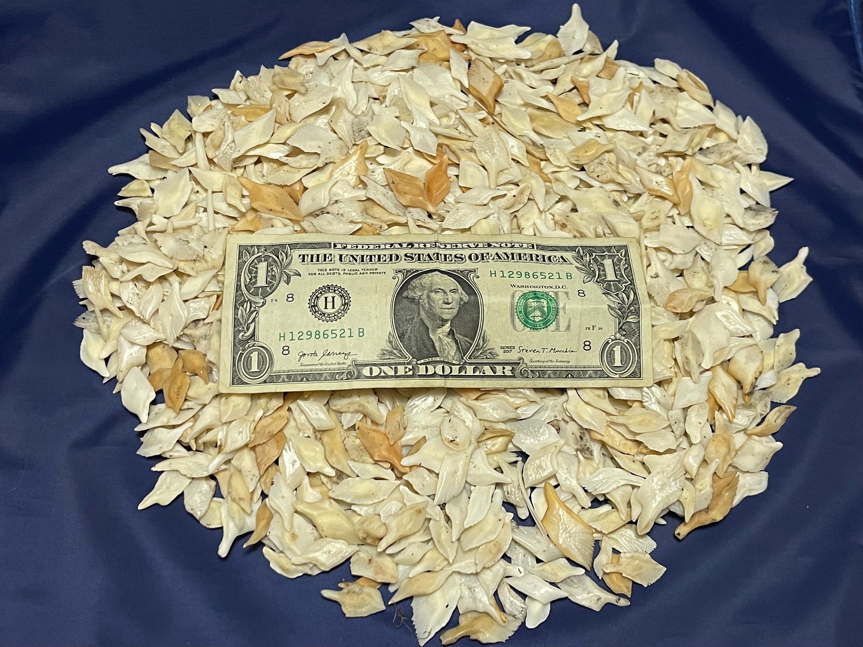 Alligator Gar Scales 1 Pound Bag For Crafts And Jewelry Making