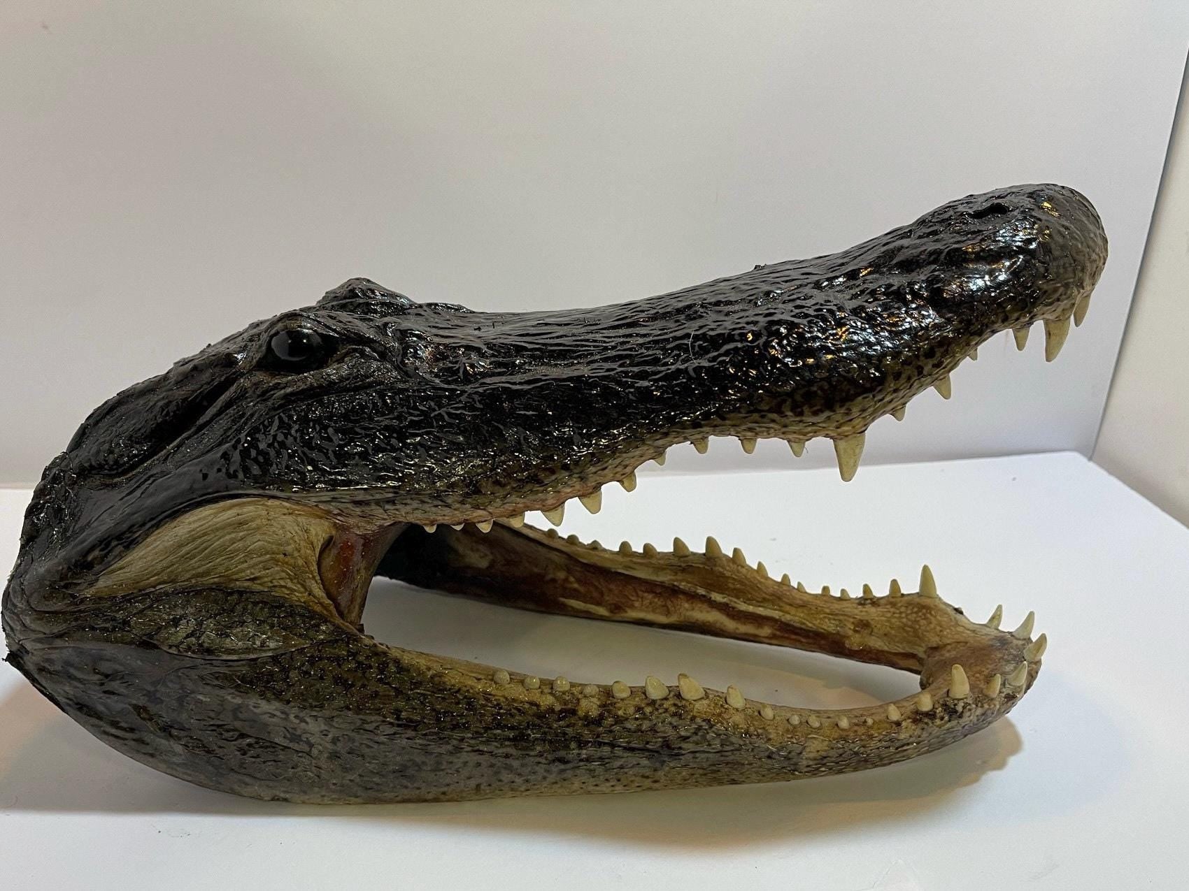 Alligator Head From 9’ Wild Louisiana Gator