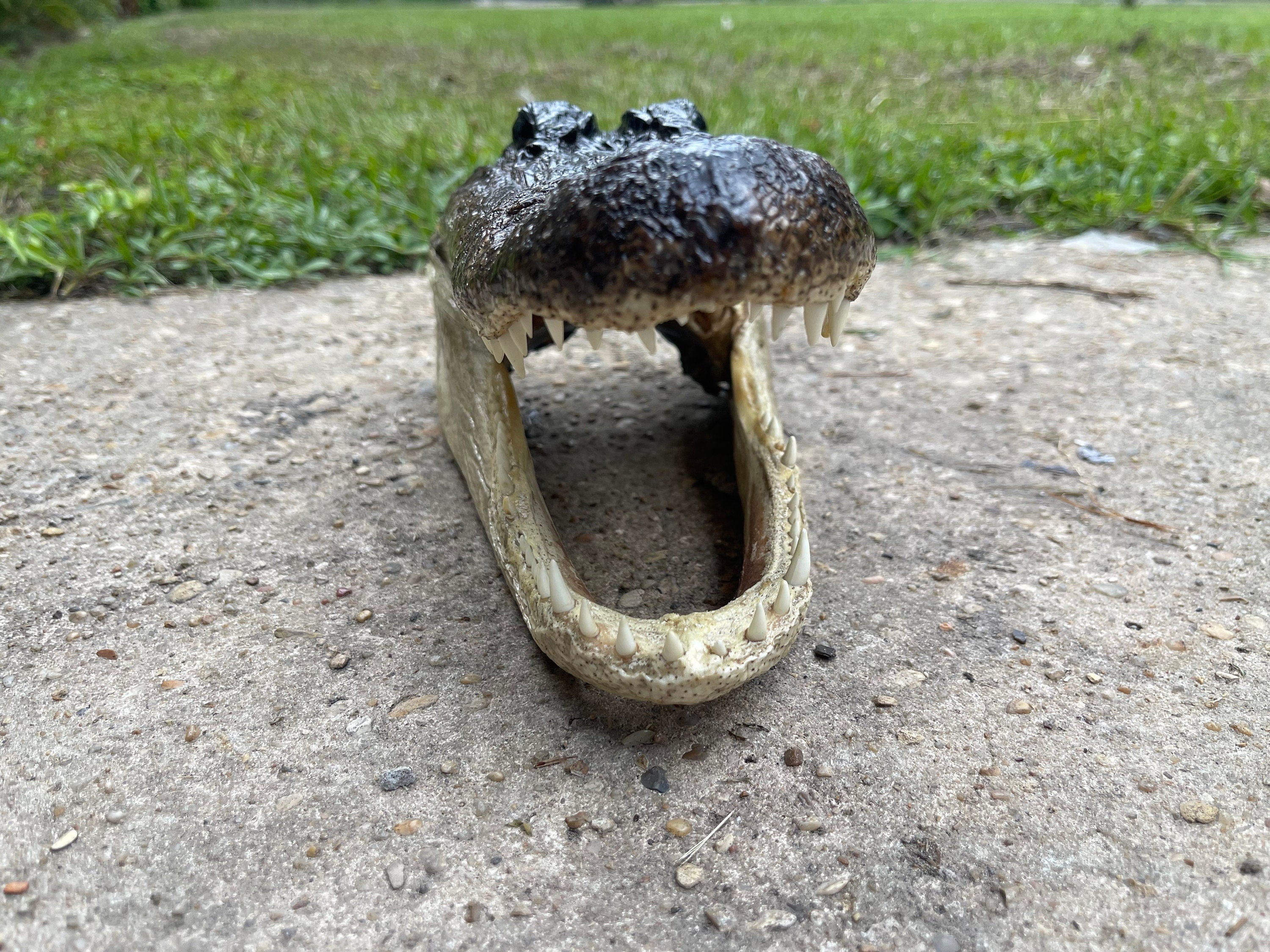 XL Alligator Head From Genuine Louisiana Gator