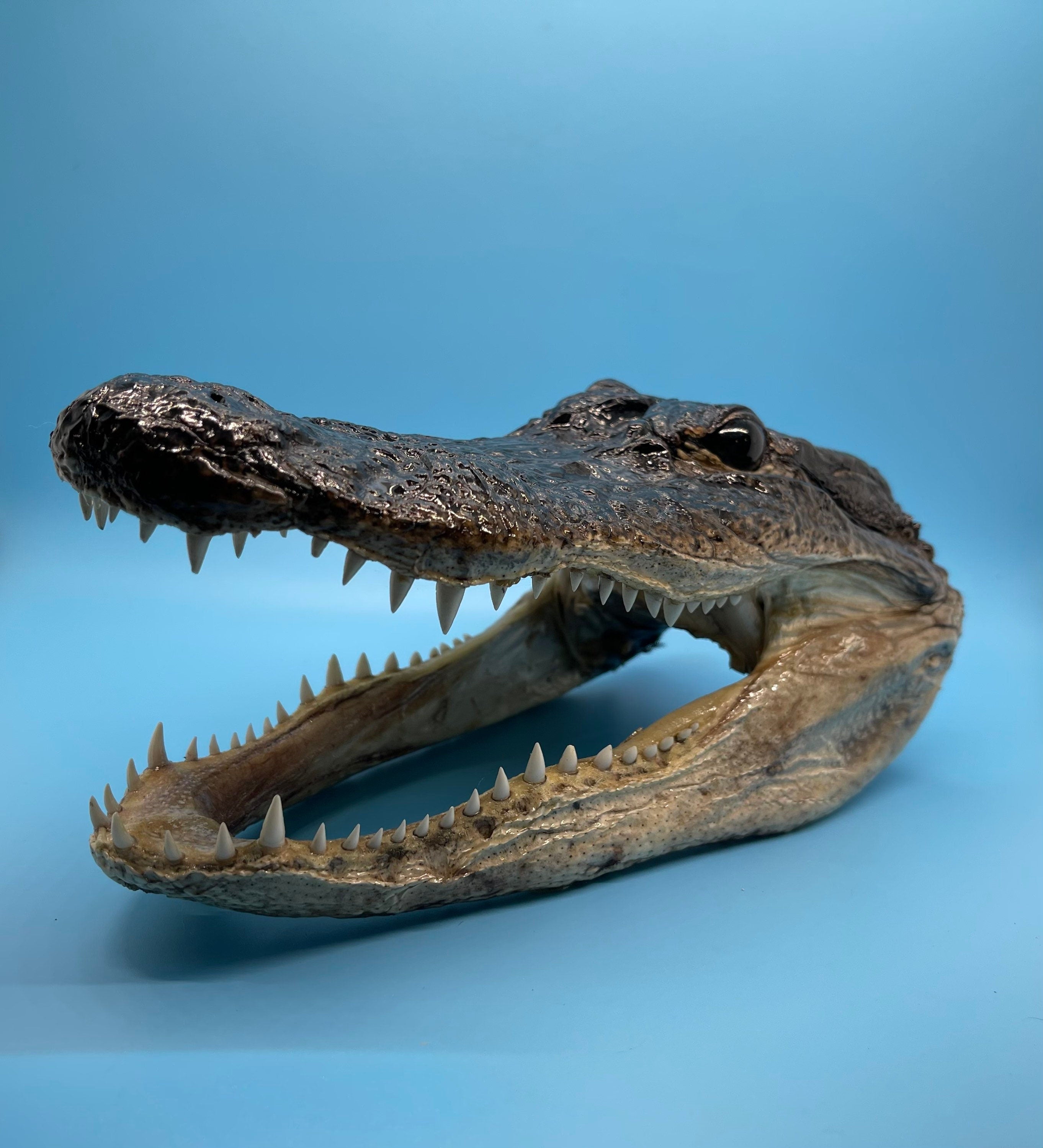 Jumbo Alligator Head Taxidermy From Genuine Louisiana Gator