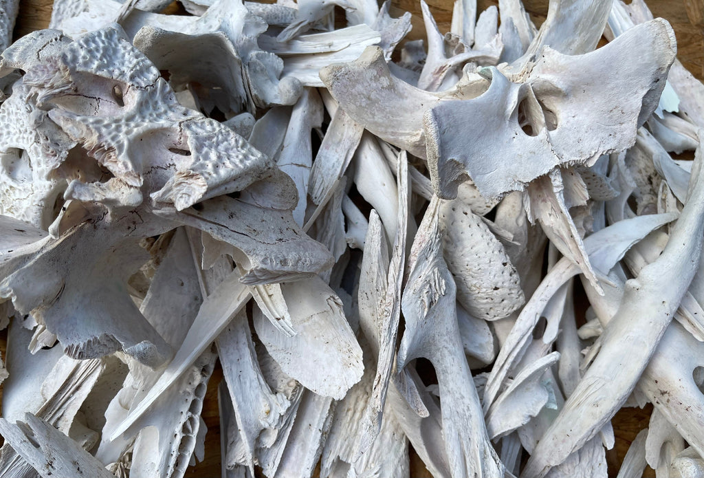 Alligator Bones 2 Pound Box O’ Bones