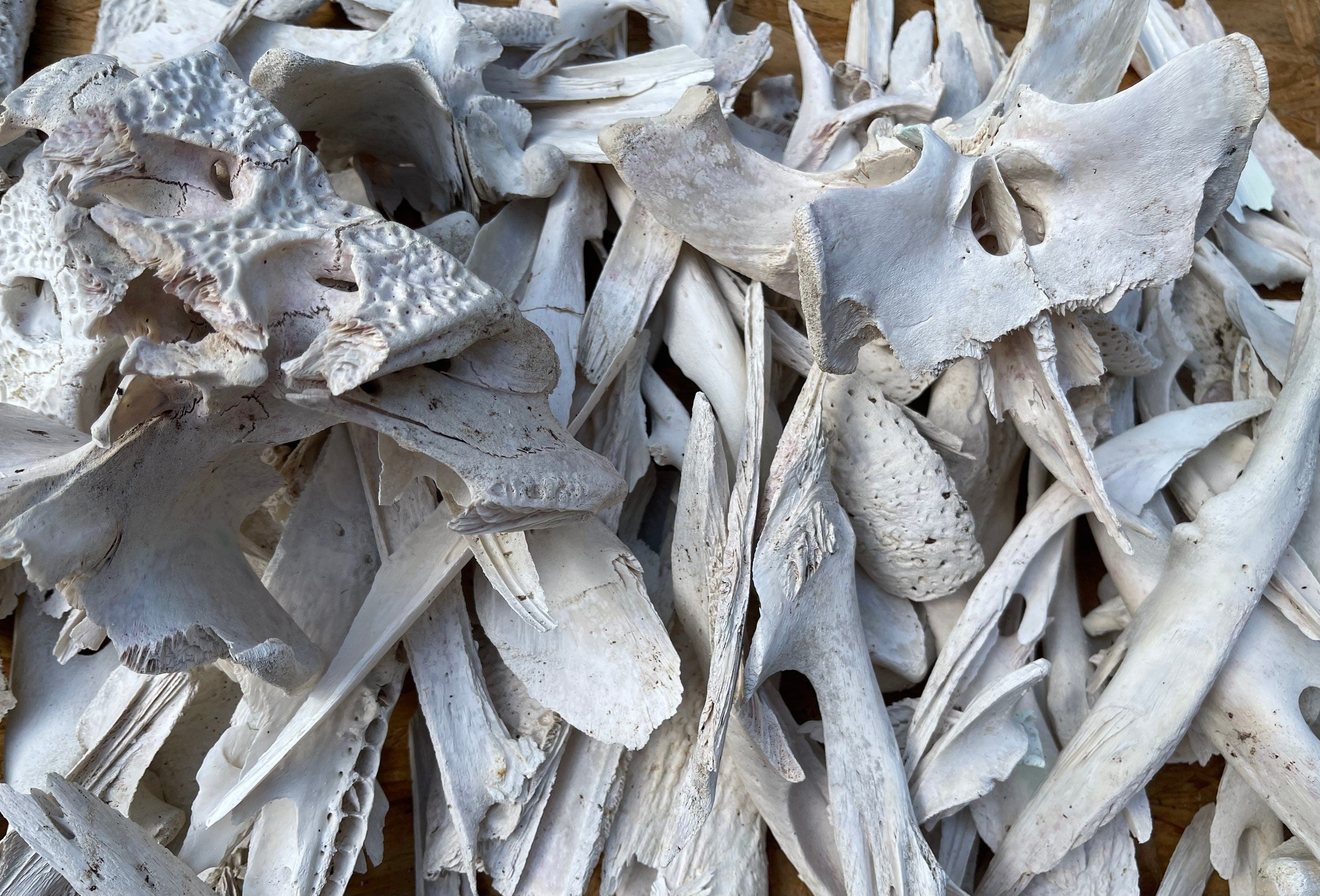 Alligator Bones 2 Pound Box O’ Bones