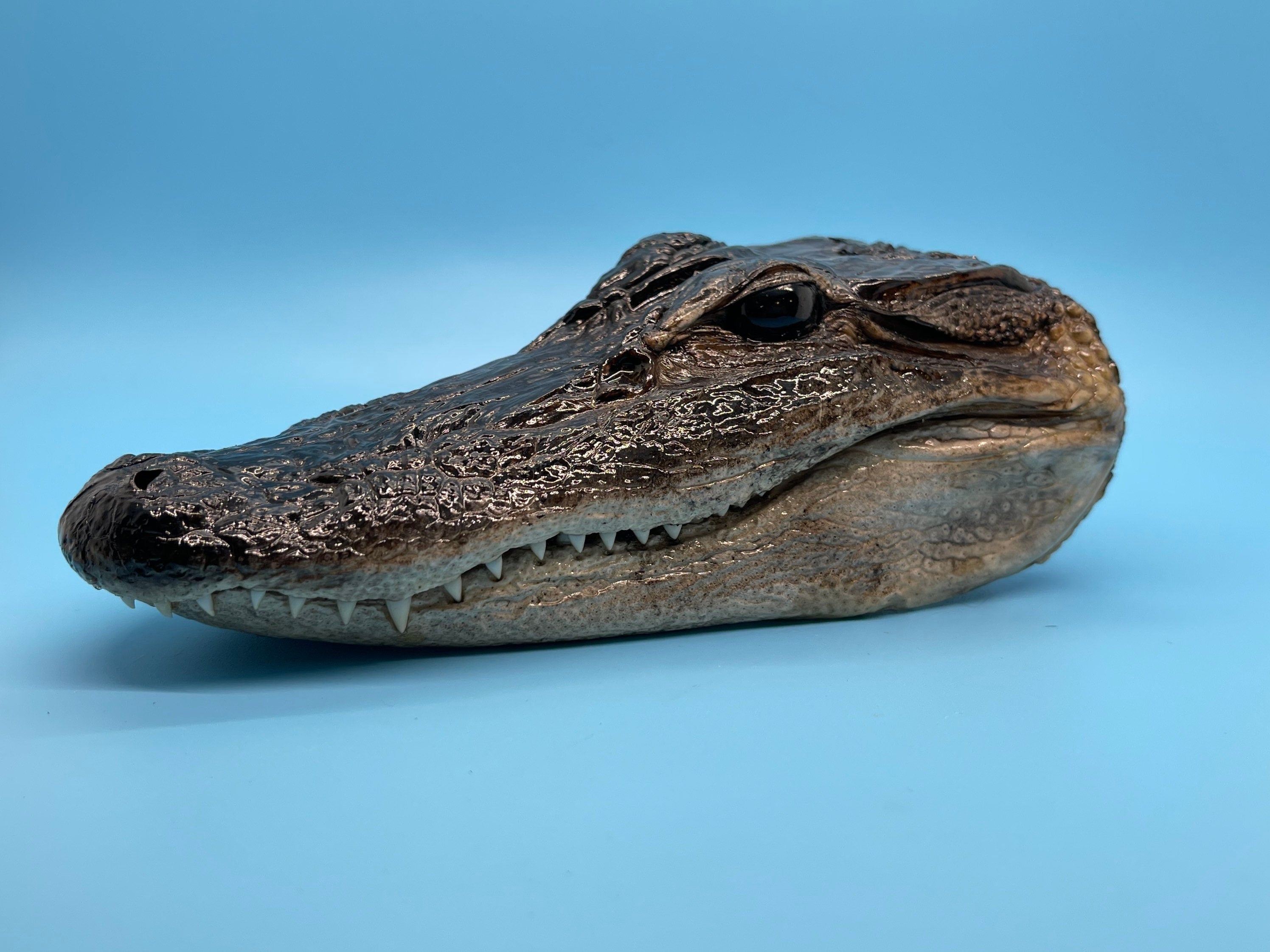 10 Alligator Head Closed Mouth From Genuine Louisiana Gator Taxidermy