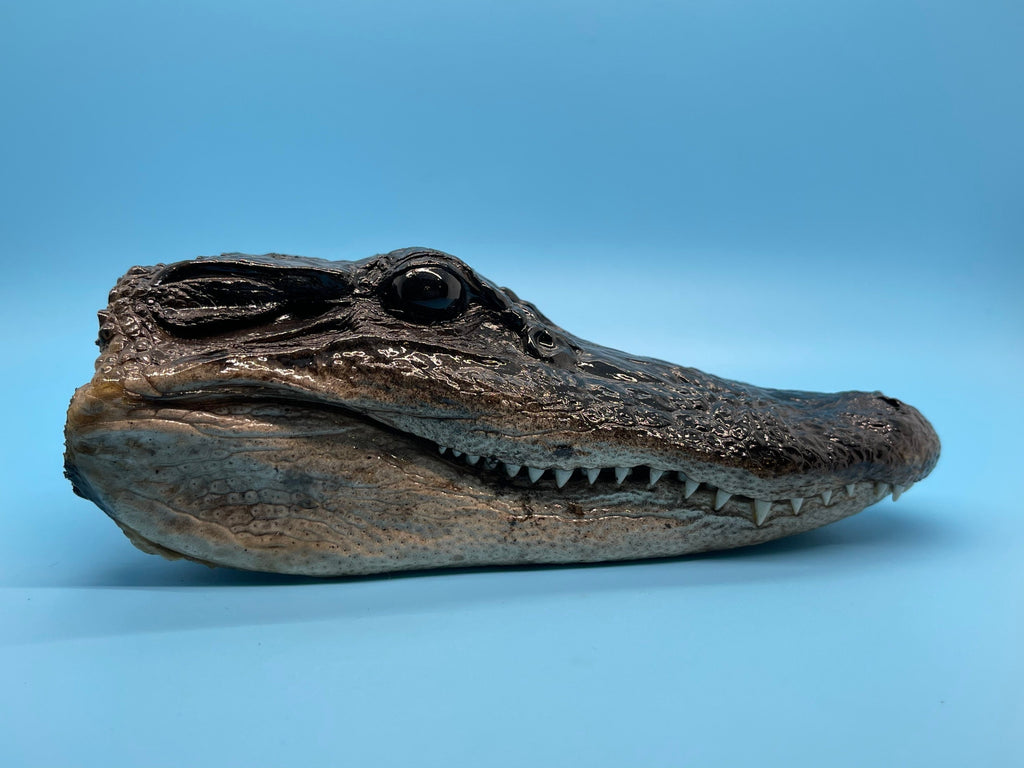 Three Alligator Head Closed Mouth From Genuine Louisiana Gator Taxidermy