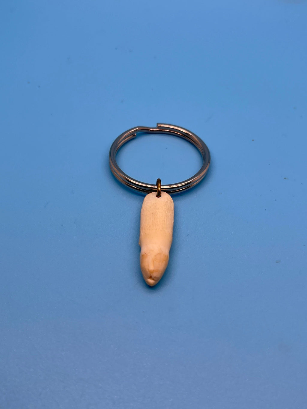 Alligator Tooth Keychain